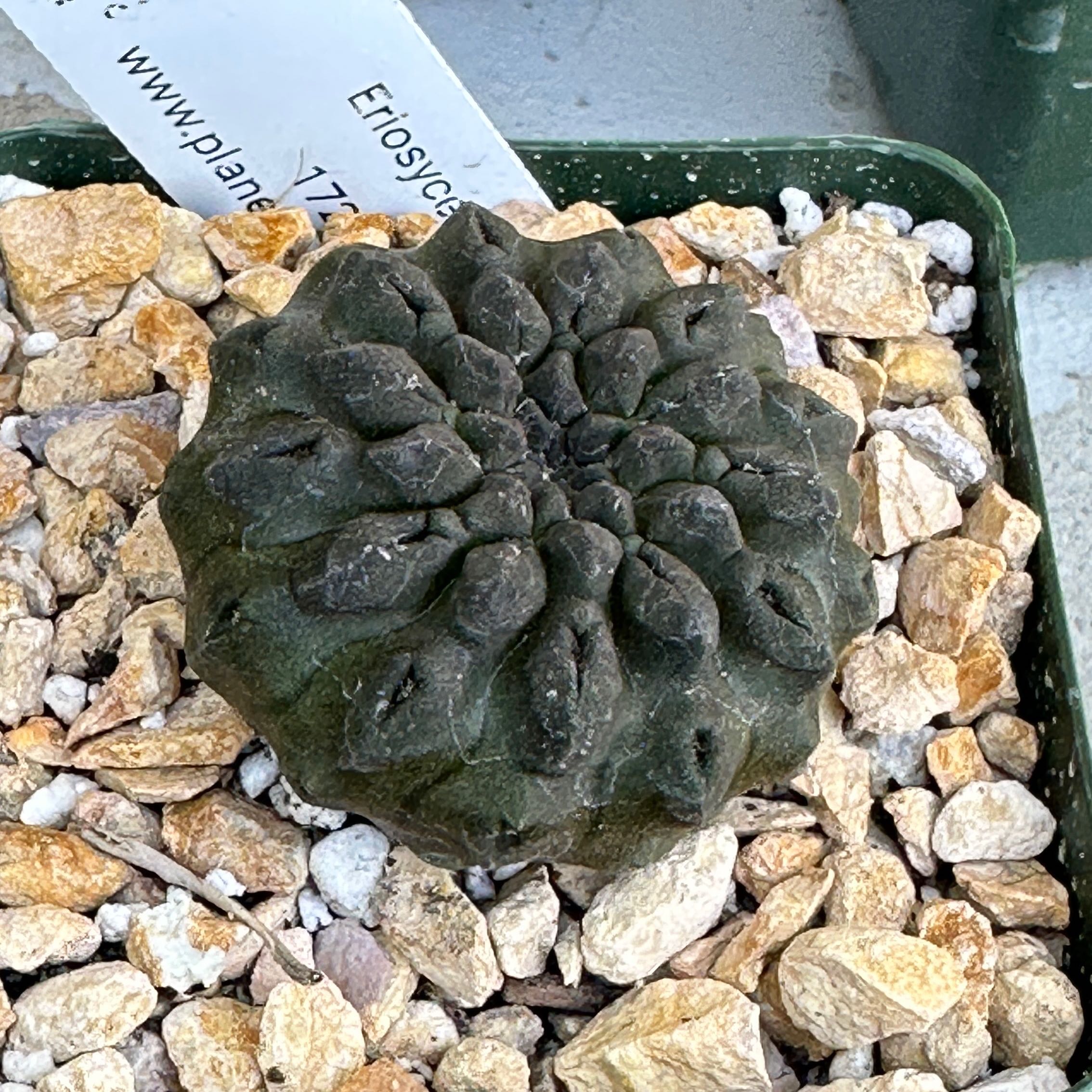 Photo of the plant species Eriosyce oculta by @Heyitsianb named Jonathan Strange on Greg, the plant care app