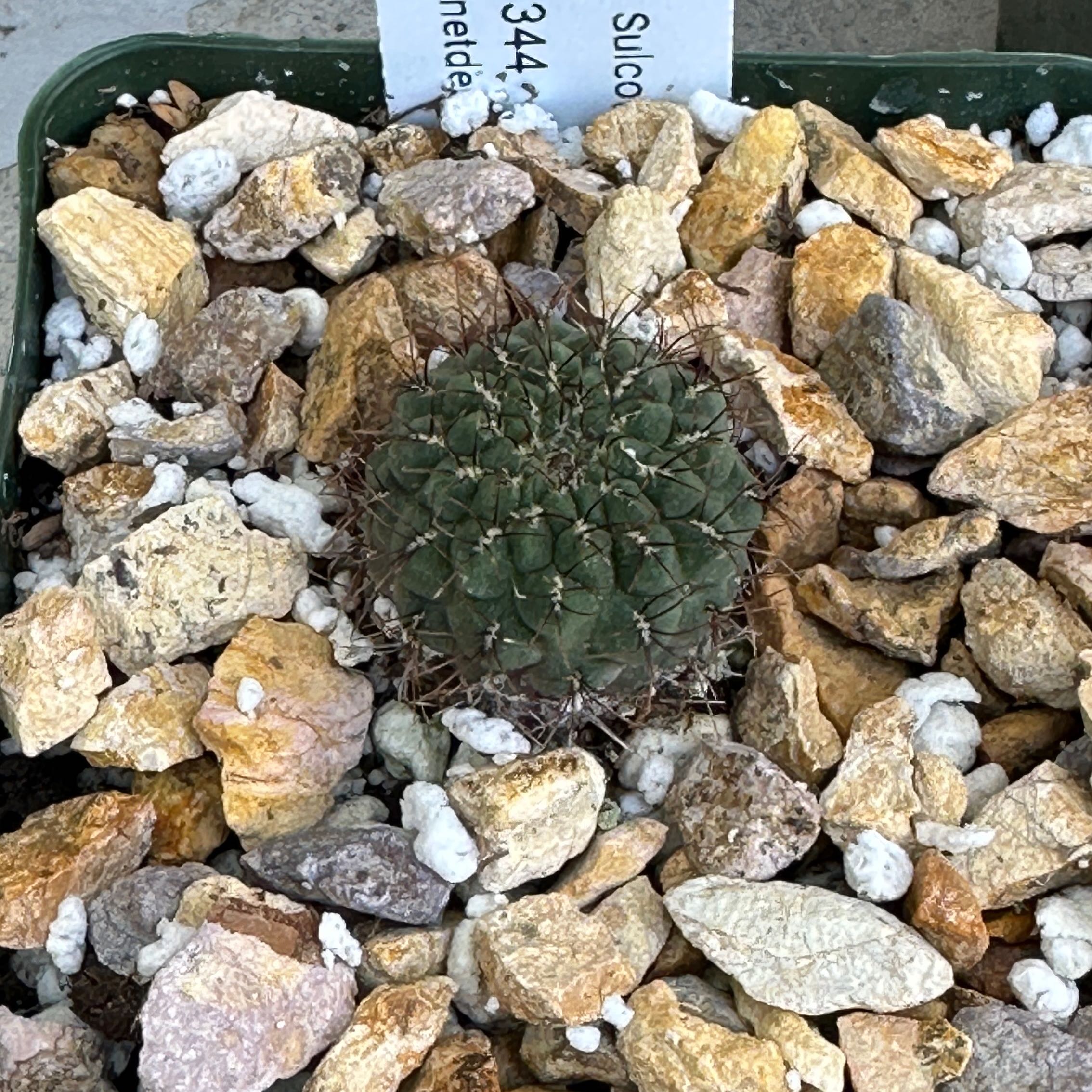 Photo of the plant species Sulcorebutia callichroma by @Heyitsianb named Peanut on Greg, the plant care app