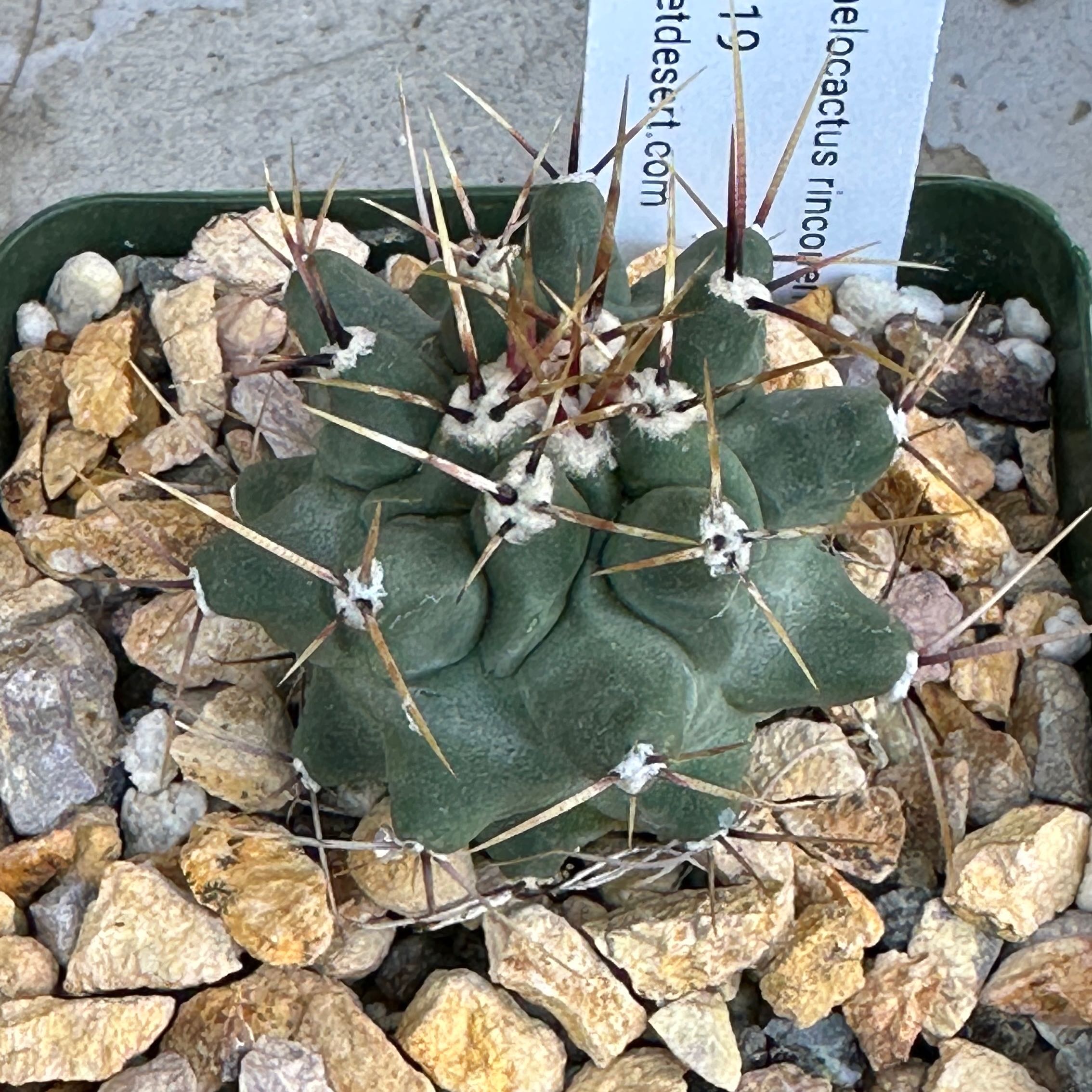 Photo of the plant species Thelocactus rinconensis by @Heyitsianb named Rincon on Greg, the plant care app
