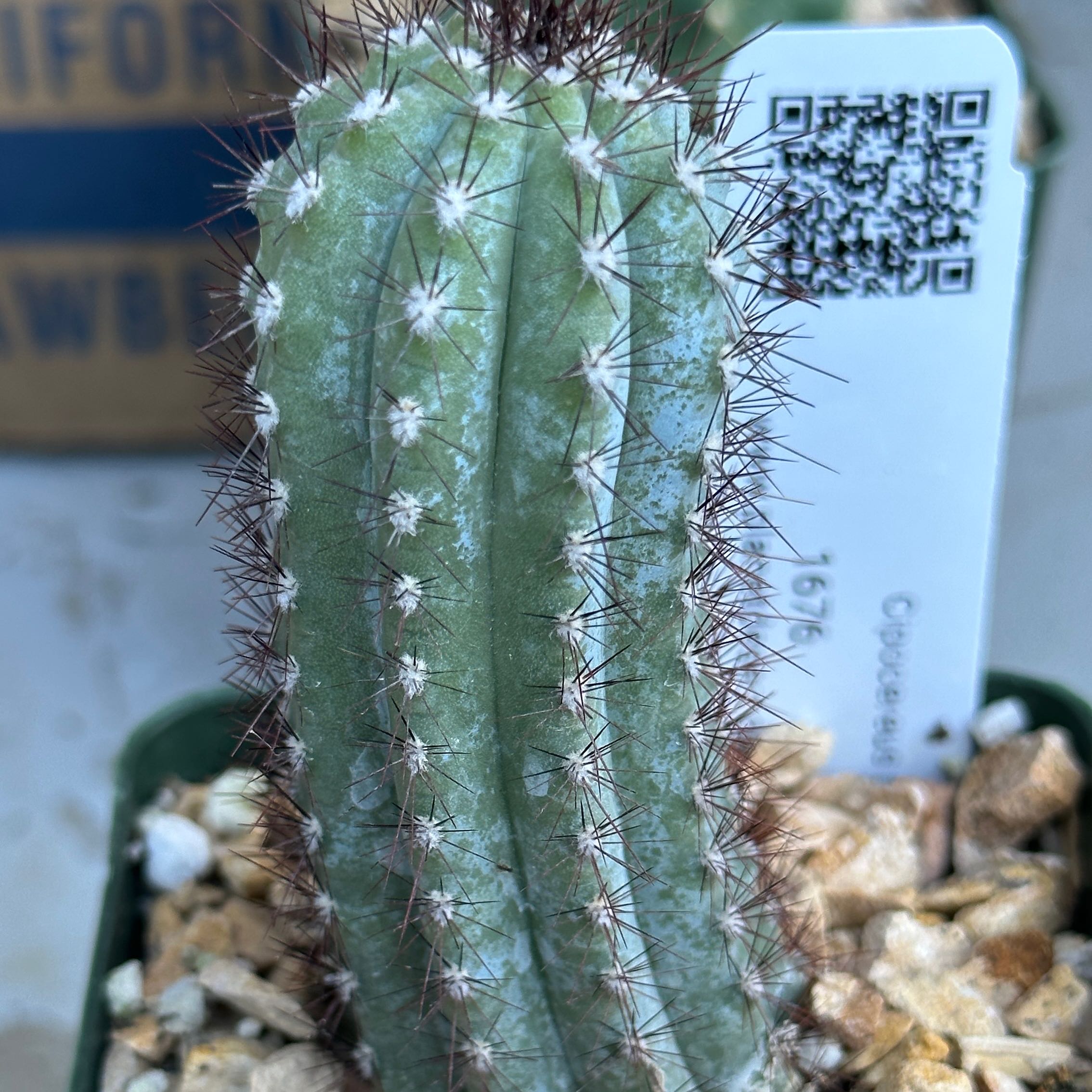 Photo of the plant species Cipocereus Bradei by @Heyitsianb named Brady on Greg, the plant care app
