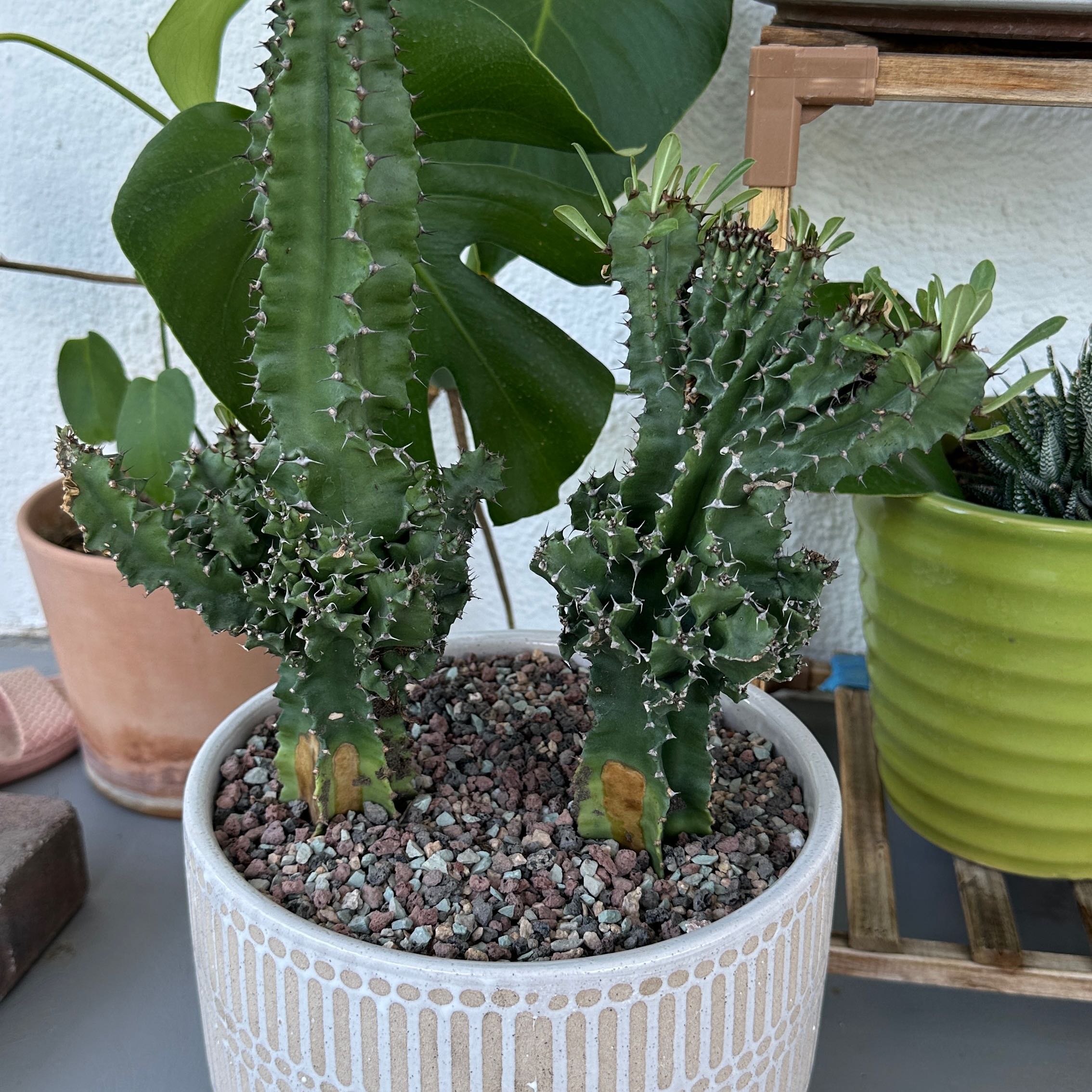 Photo of the plant species Desert Candle Cactus by @Heyitsianb named Cronk on Greg, the plant care app