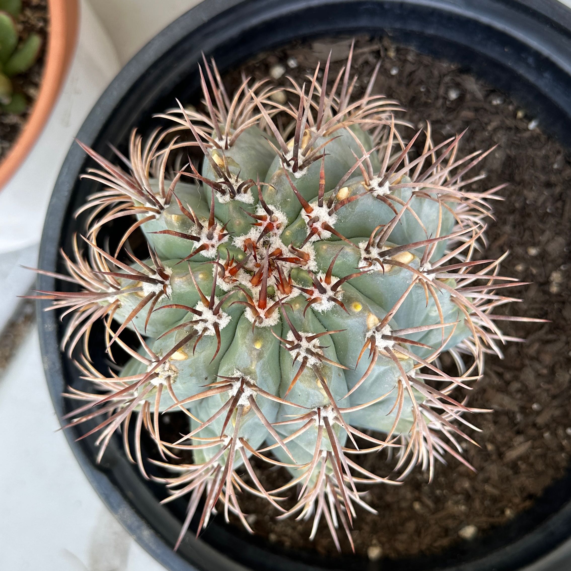 Melocactus azureus in a pot with visible soil, well-framed and in focus.