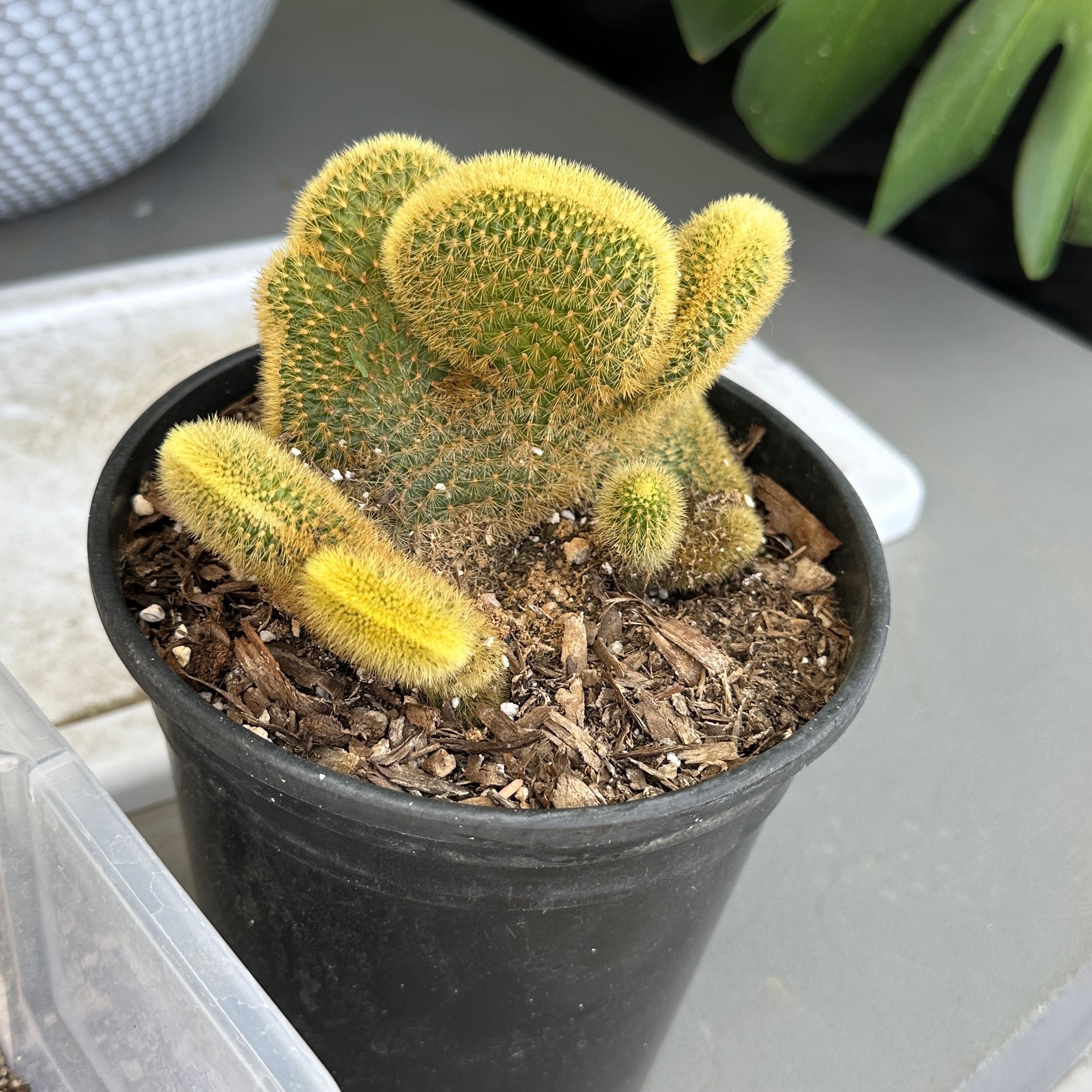 Photo of the plant species Crested Golden Rat Tail by @Heyitsianb named Golden Boi on Greg, the plant care app