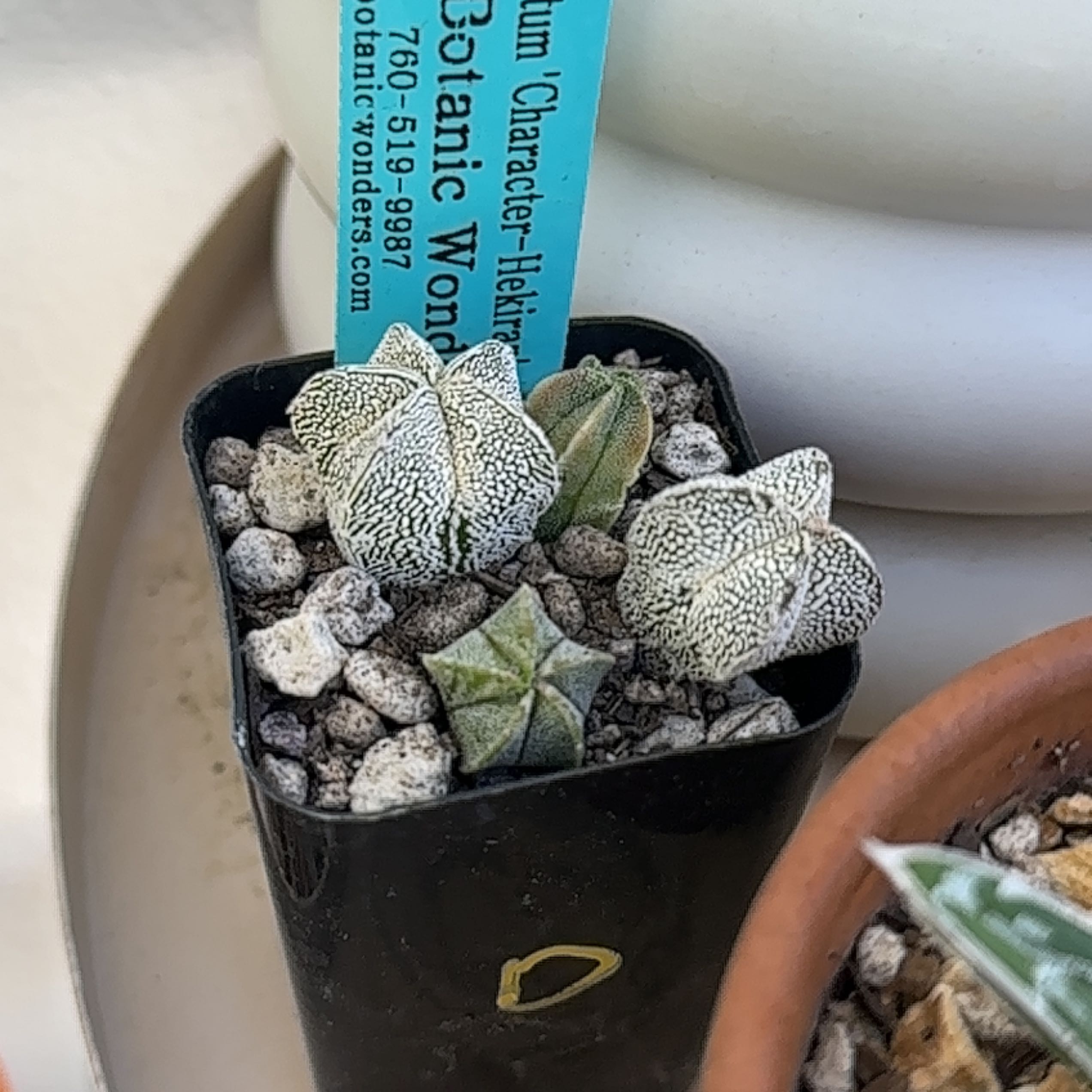 Photo of the plant species Astrophytum myriostigma var. nudum by @Heyitsianb named Hekiran on Greg, the plant care app