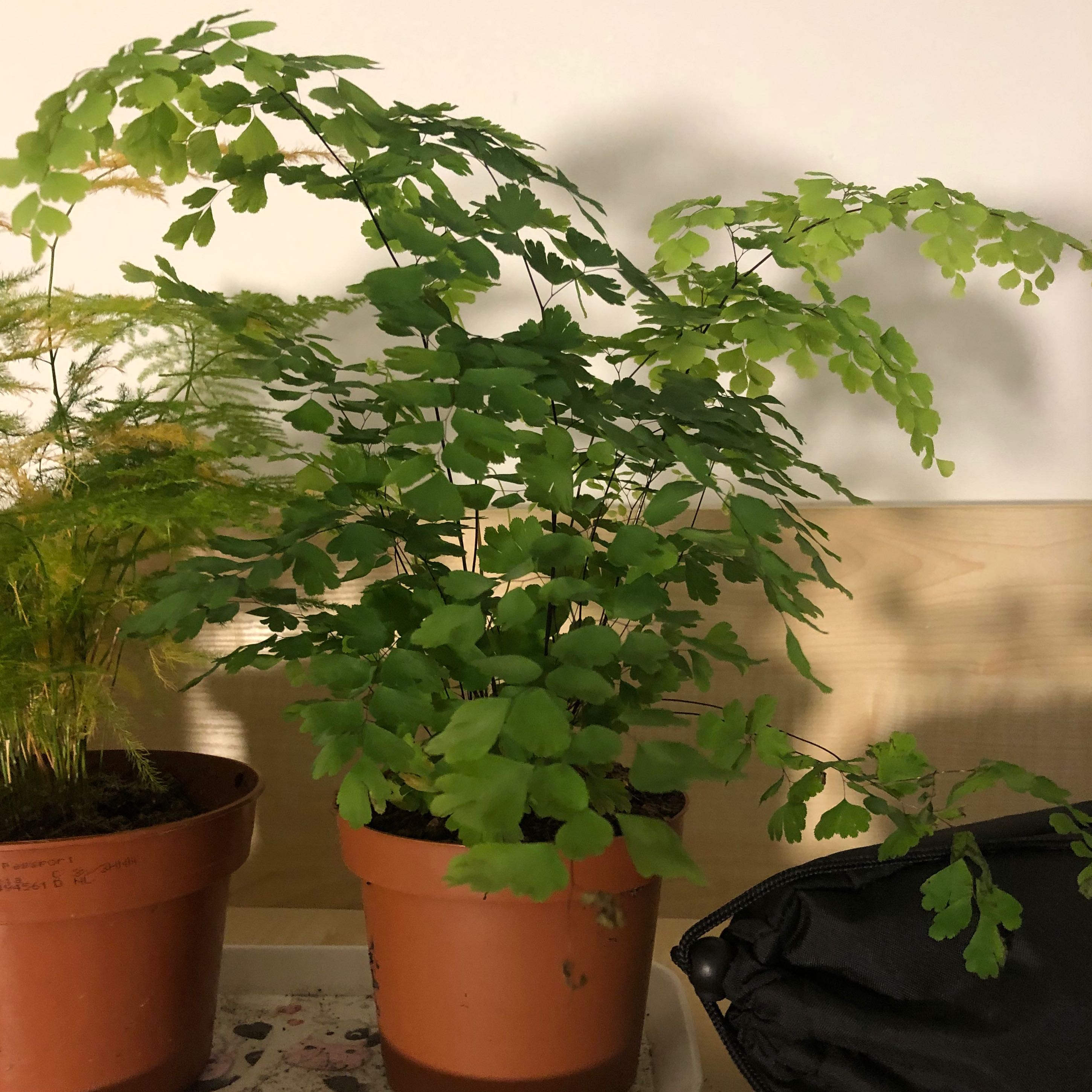 Potted Pacific Maidenhair Fern with green fronds, healthy appearance.