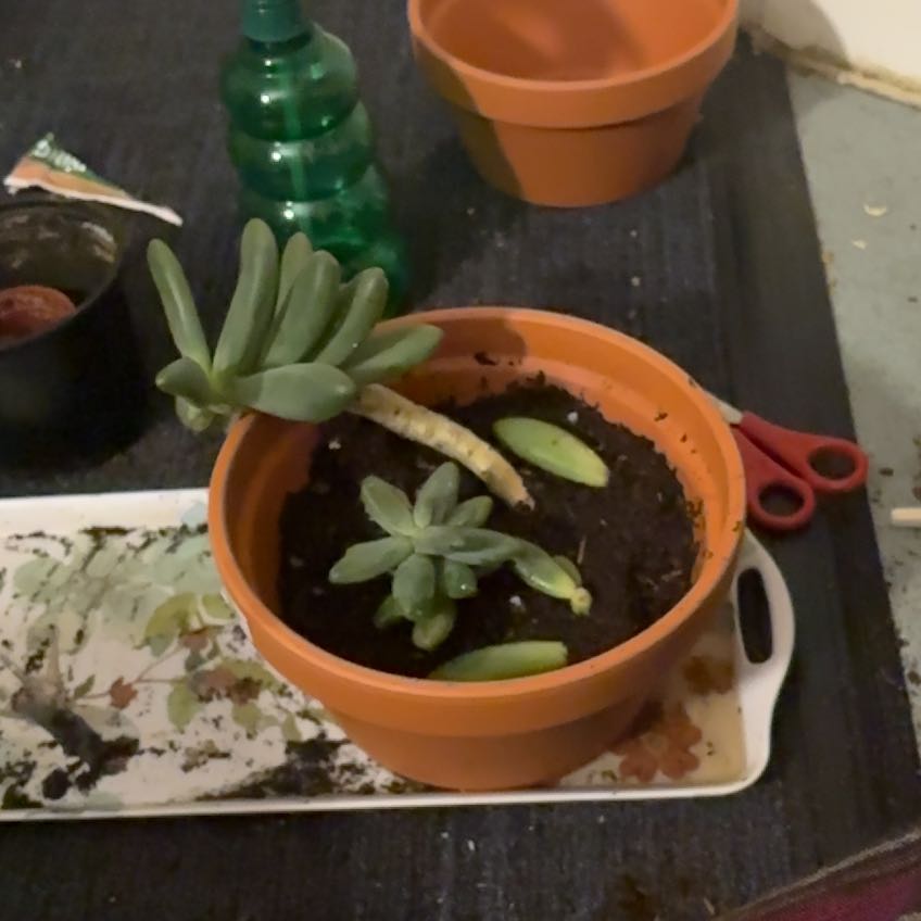 Photo of the plant species Pachyphytum fittkaui by @Alisnol named Fitty and The Legolegs [died] on Greg, the plant care app
