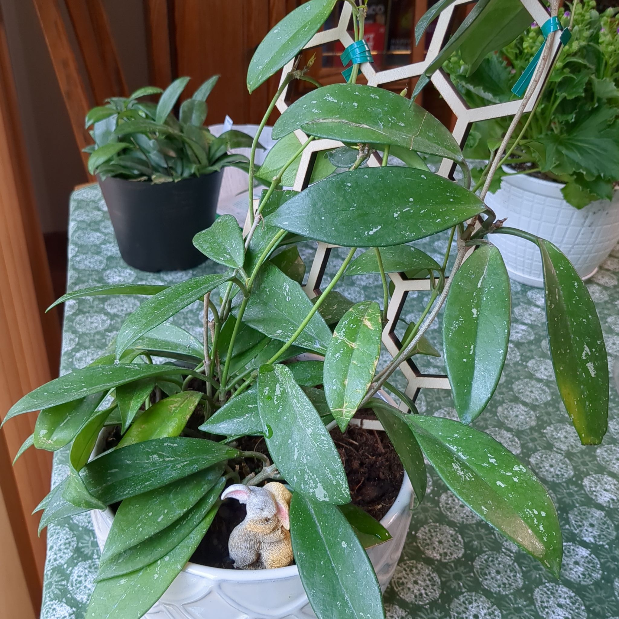 Photo of the plant species Pink Silver Pubicalyx by @OrganicShamrock named Harper on Greg, the plant care app