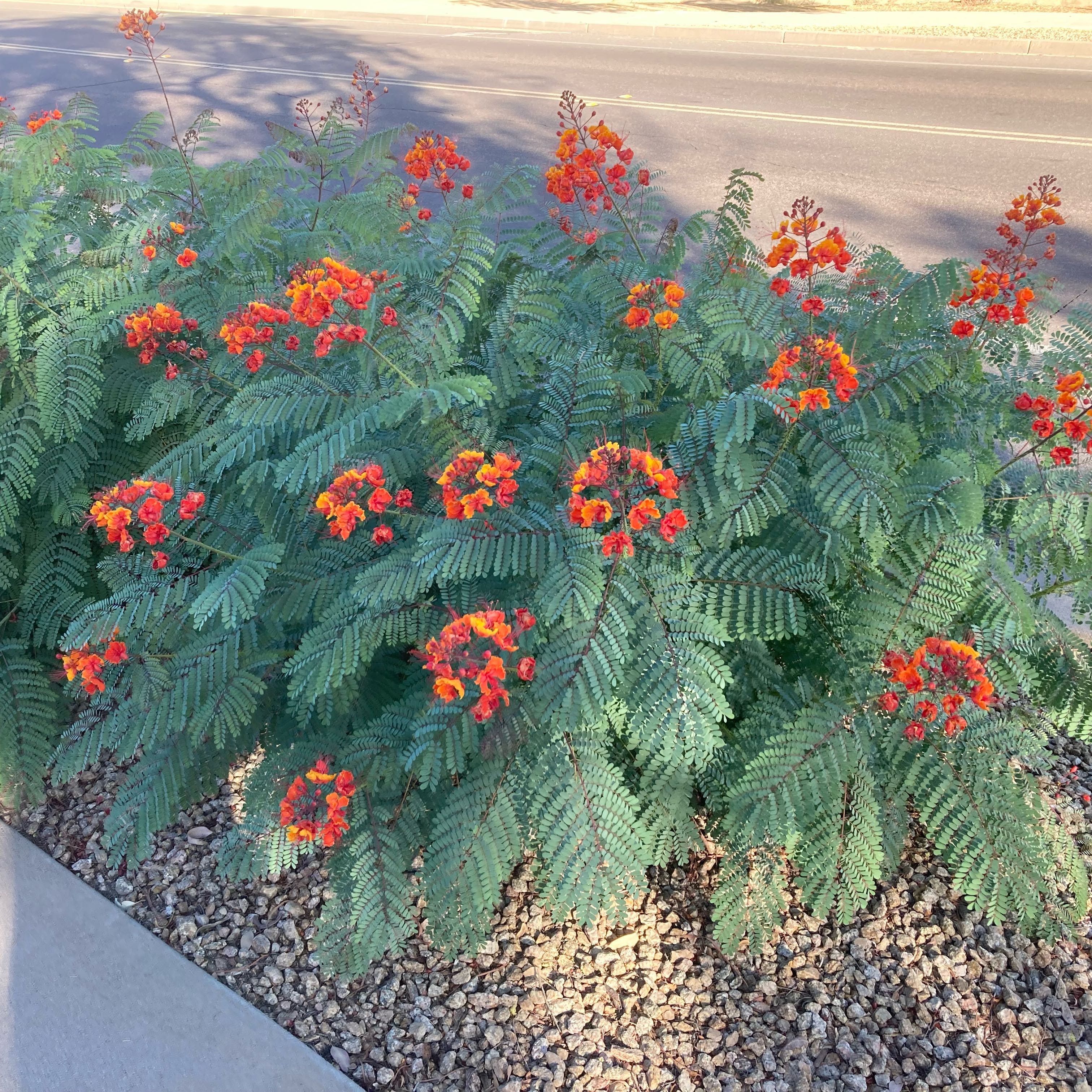 Dwarf Poinciana plant with vibrant red and orange flowers, healthy green leaves, and visible soil.