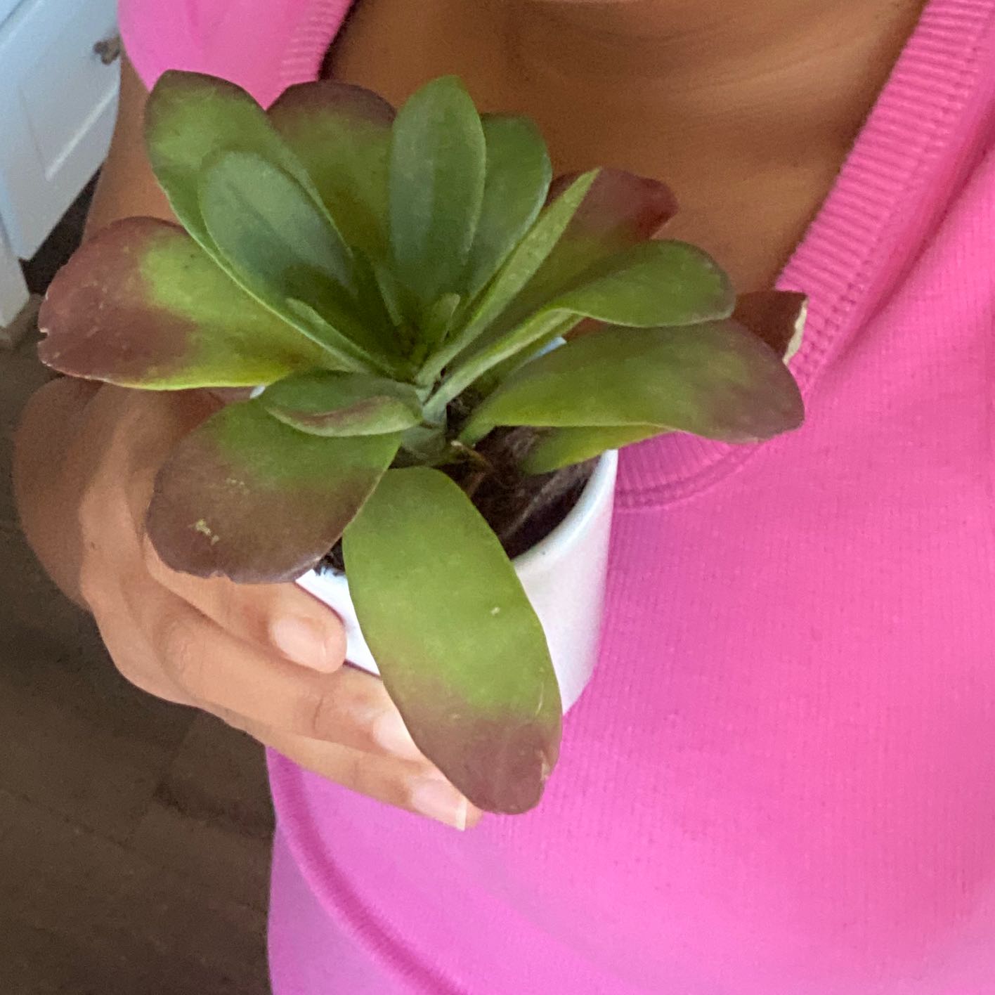 Sedeveria 'Jet Beads' succulent with green and reddish leaves in a white pot, held by a person in a pink shirt.