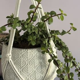 Elephant Bush uploaded to the Greg plant app by @PolishedMugwort