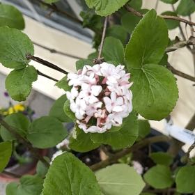 Photo of the plant species Wayfaring Tree Viburnum by Caroline named Queen on Greg, the plant care app