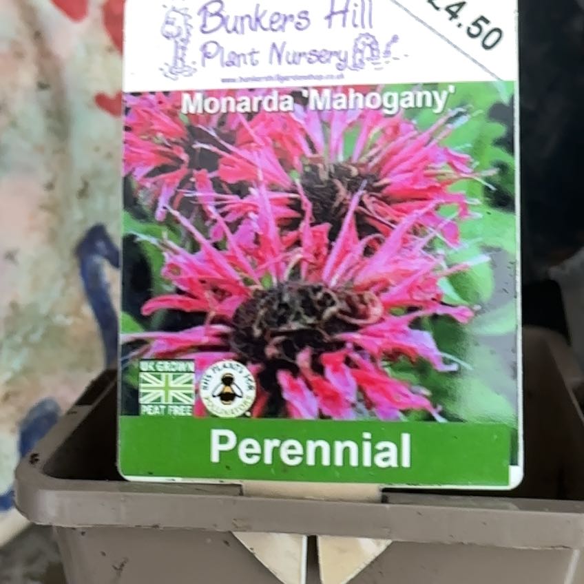 Photo of the plant species Scarlet Beebalm by Caroline named Bieber on Greg, the plant care app