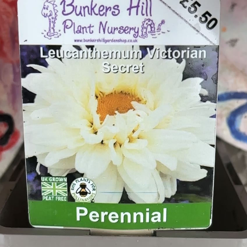 Photo of the plant species American White Waterlily by Caroline named Scarlett on Greg, the plant care app