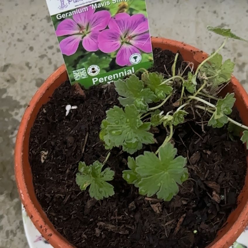 Photo of the plant species Wood Crane's-Bill by Caroline named Elle on Greg, the plant care app