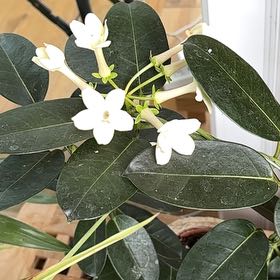 Photo of the plant species Stephanotis by Caroline named Einstein on Greg, the plant care app