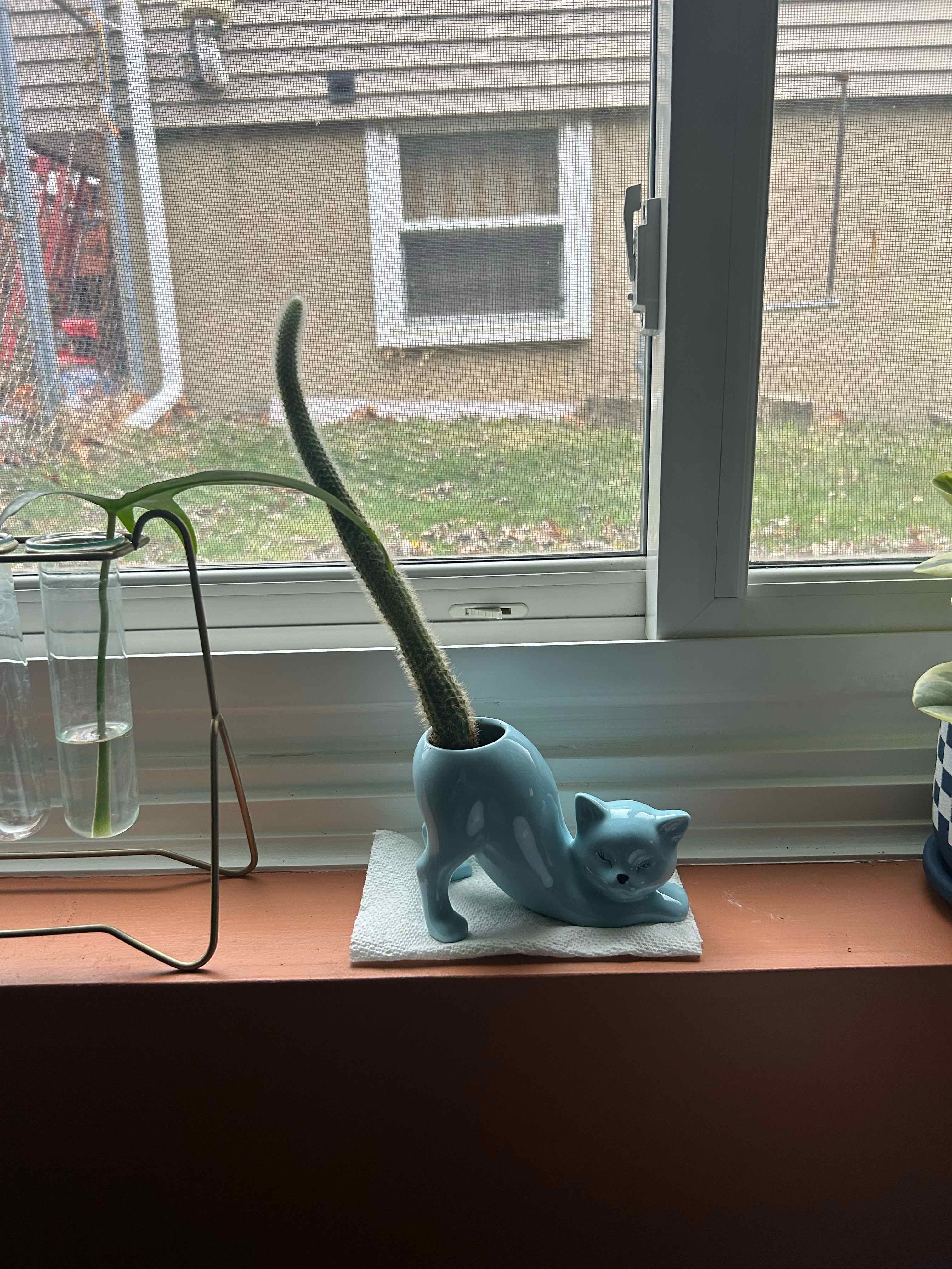 Photo of the plant species Fox Tail Cactus by @VicEmMac named Sir Plancelot on Greg, the plant care app