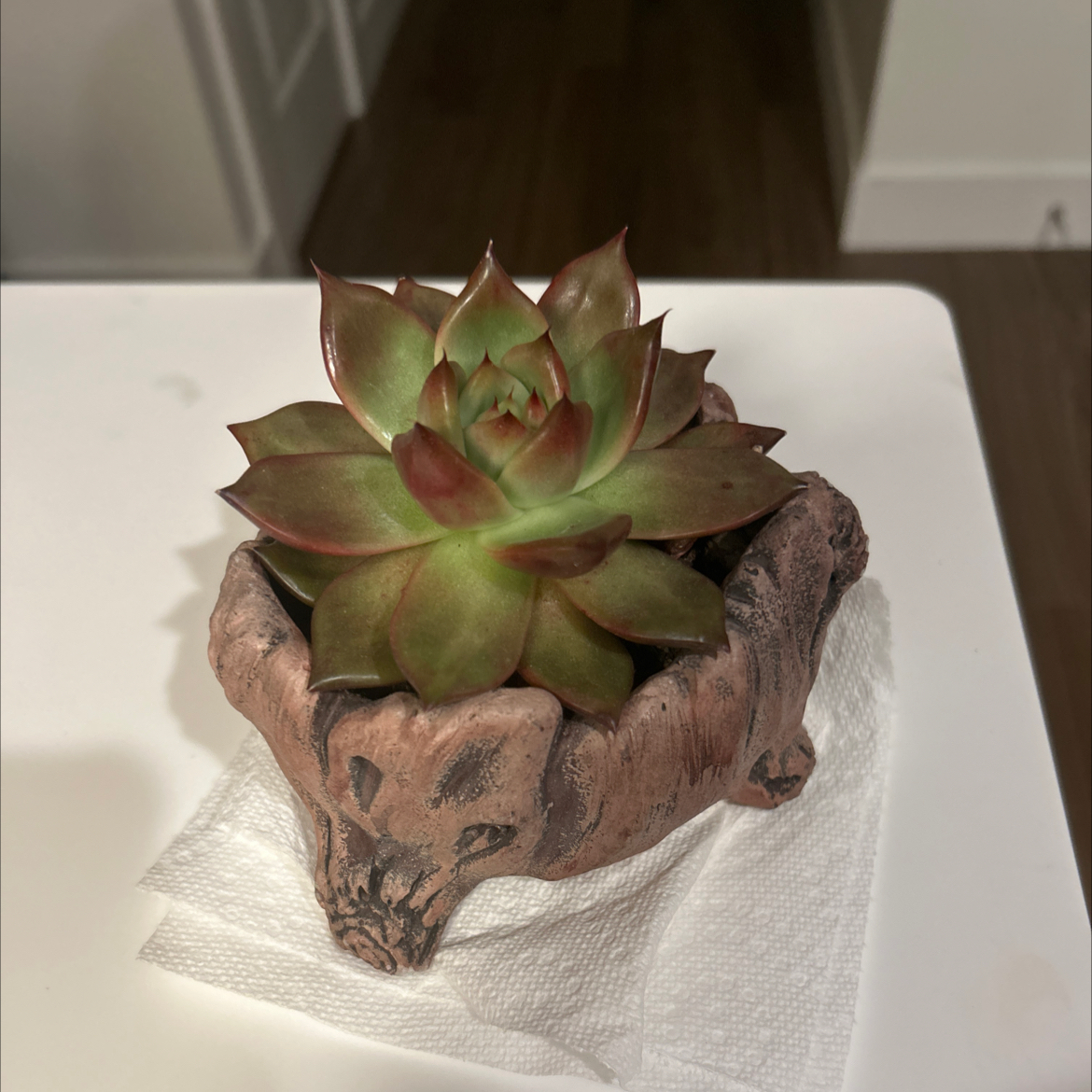 Violet Queen Hens and Chicks succulent in a decorative pot on a white surface.
