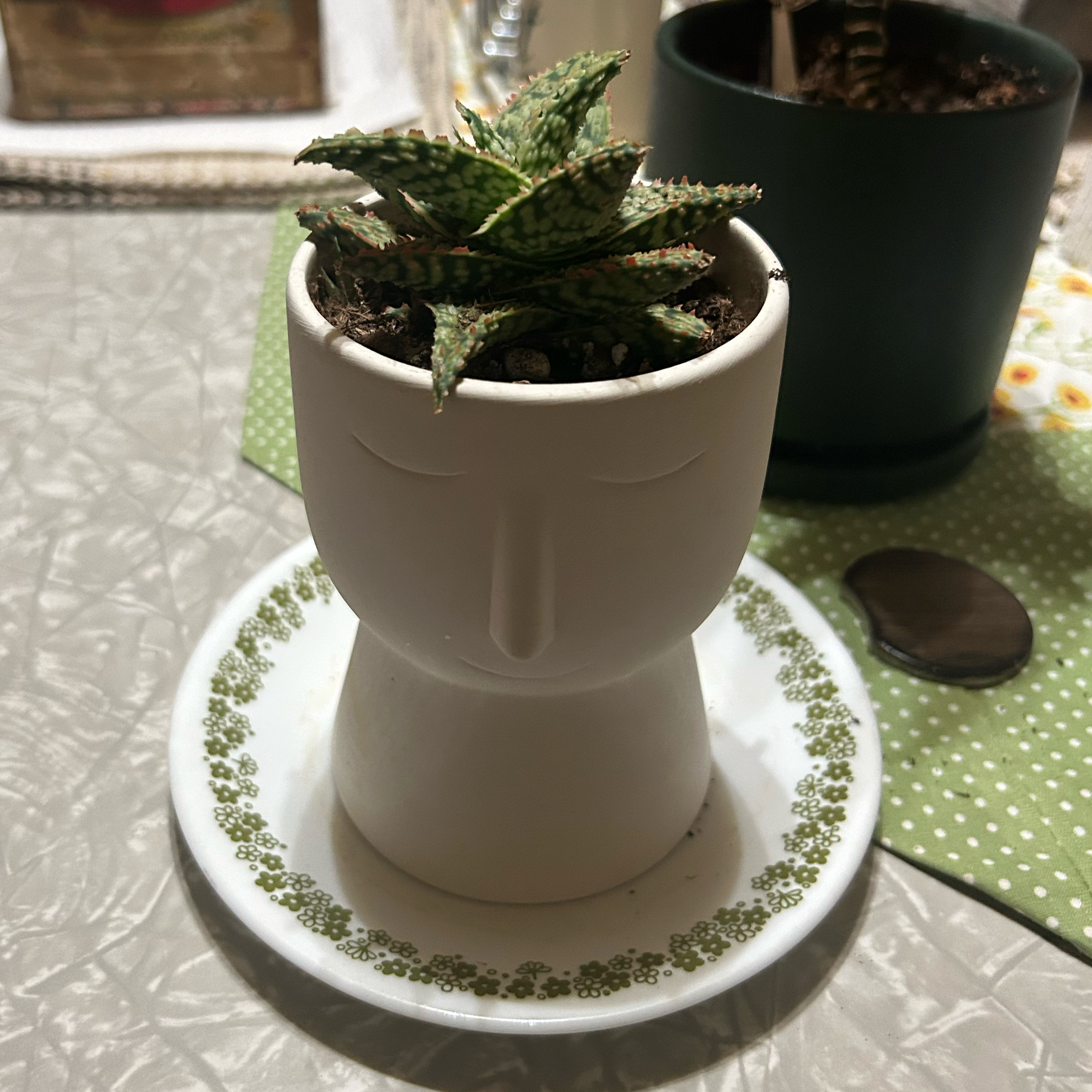 Photo of the plant species Firecracker by @VicEmMac named Osmo on Greg, the plant care app