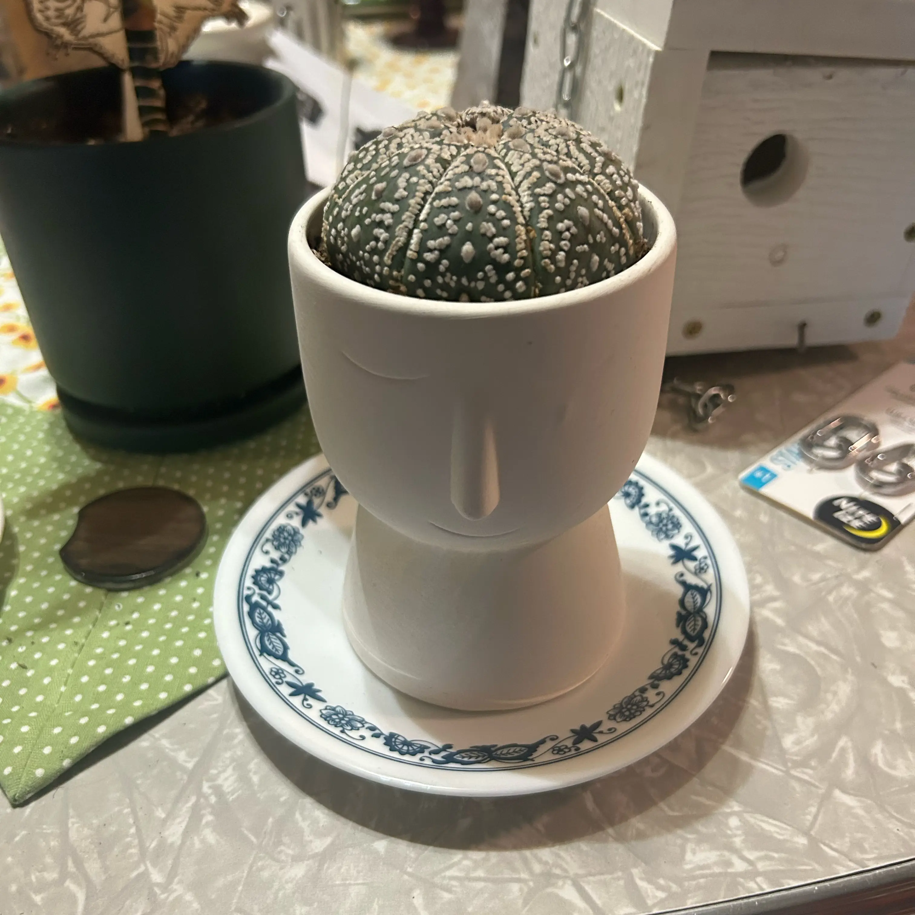 Photo of the plant species Sand Dollar Cactus by @VicEmMac named Brain on Greg, the plant care app