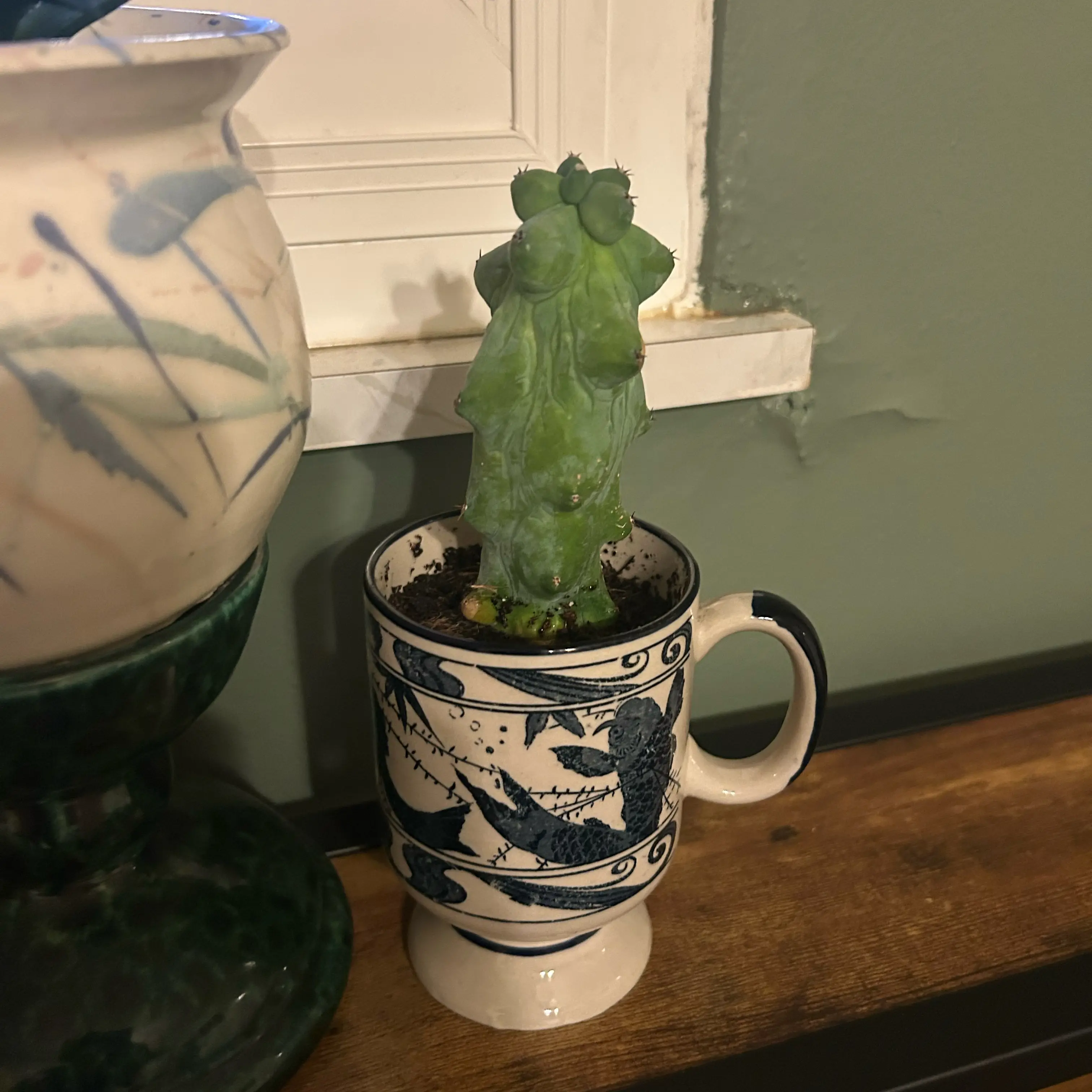 Photo of the plant species Boobie Cactus by @VicEmMac named Boob on Greg, the plant care app