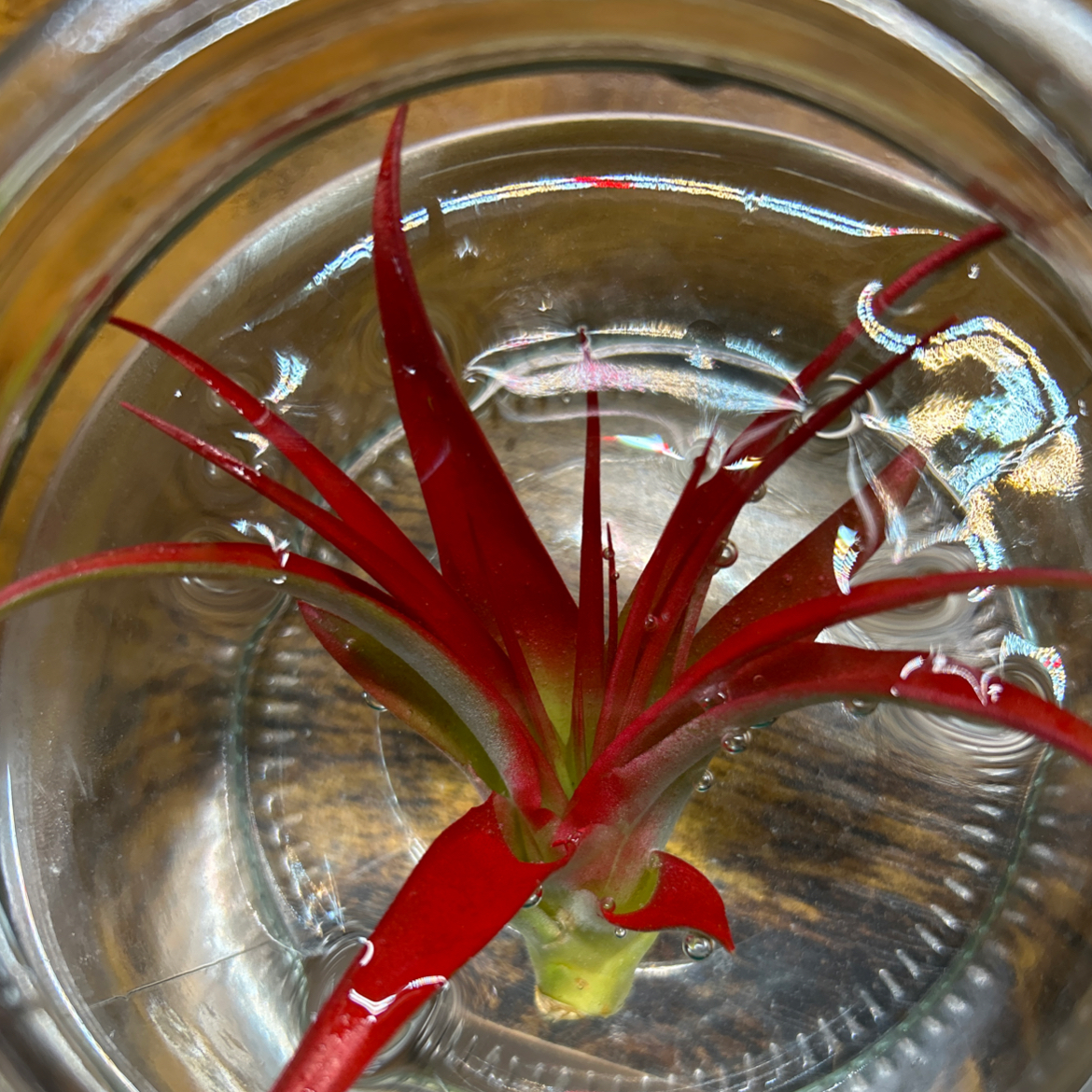 Brachycaulos Green Air Plant submerged in water with vibrant red leaves.