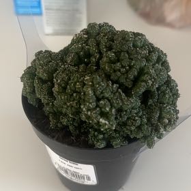 Photo of the plant species Peruvian Apple Cactus Monstrose by @Plantnewbee45 named Queen on Greg, the plant care app