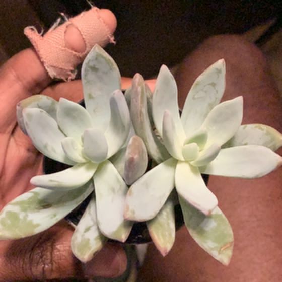 Photo of the plant species Powder Puff by @SportyBoneset named Sir Plancelot on Greg, the plant care app