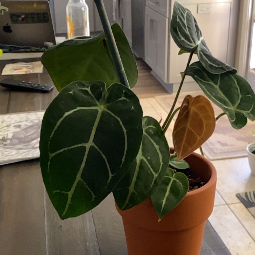 Photo of the plant species Anthurium Forgetii Magnificum by @CleverBluegrama named Leonardo on Greg, the plant care app