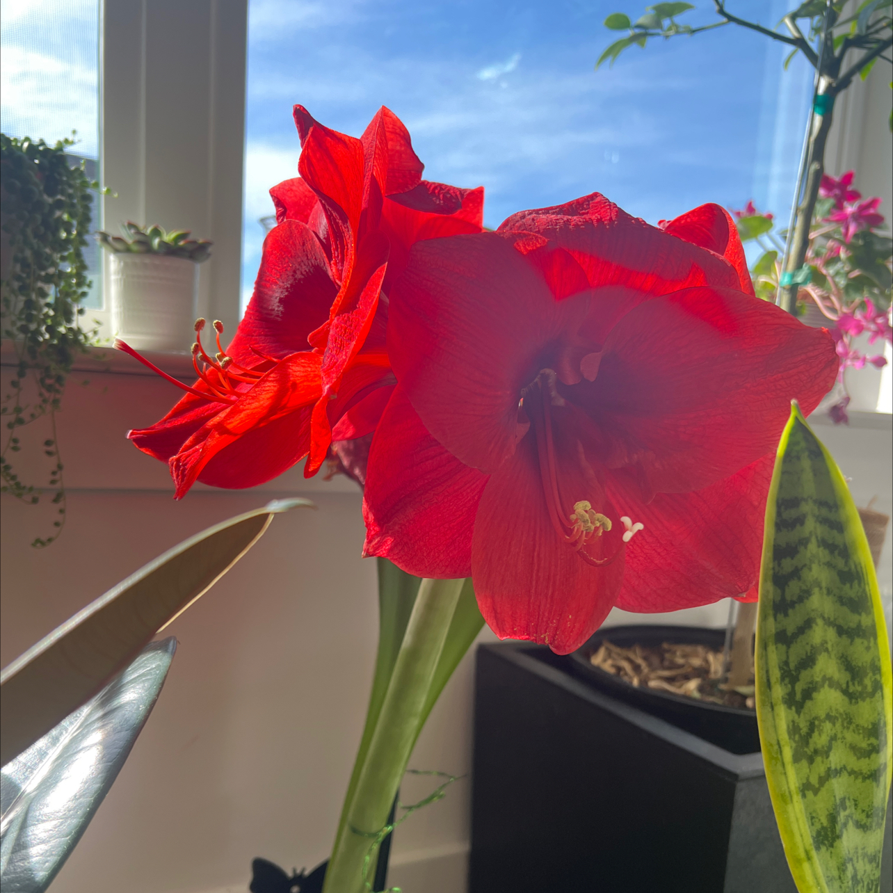 Photo of the plant species Hardy Amaryllis by @SmallfryGray named Xena on Greg, the plant care app