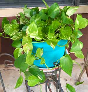 Jade Pothos plant photo by @Gamma4-3 named Ellie Mae on Greg, the plant care app.