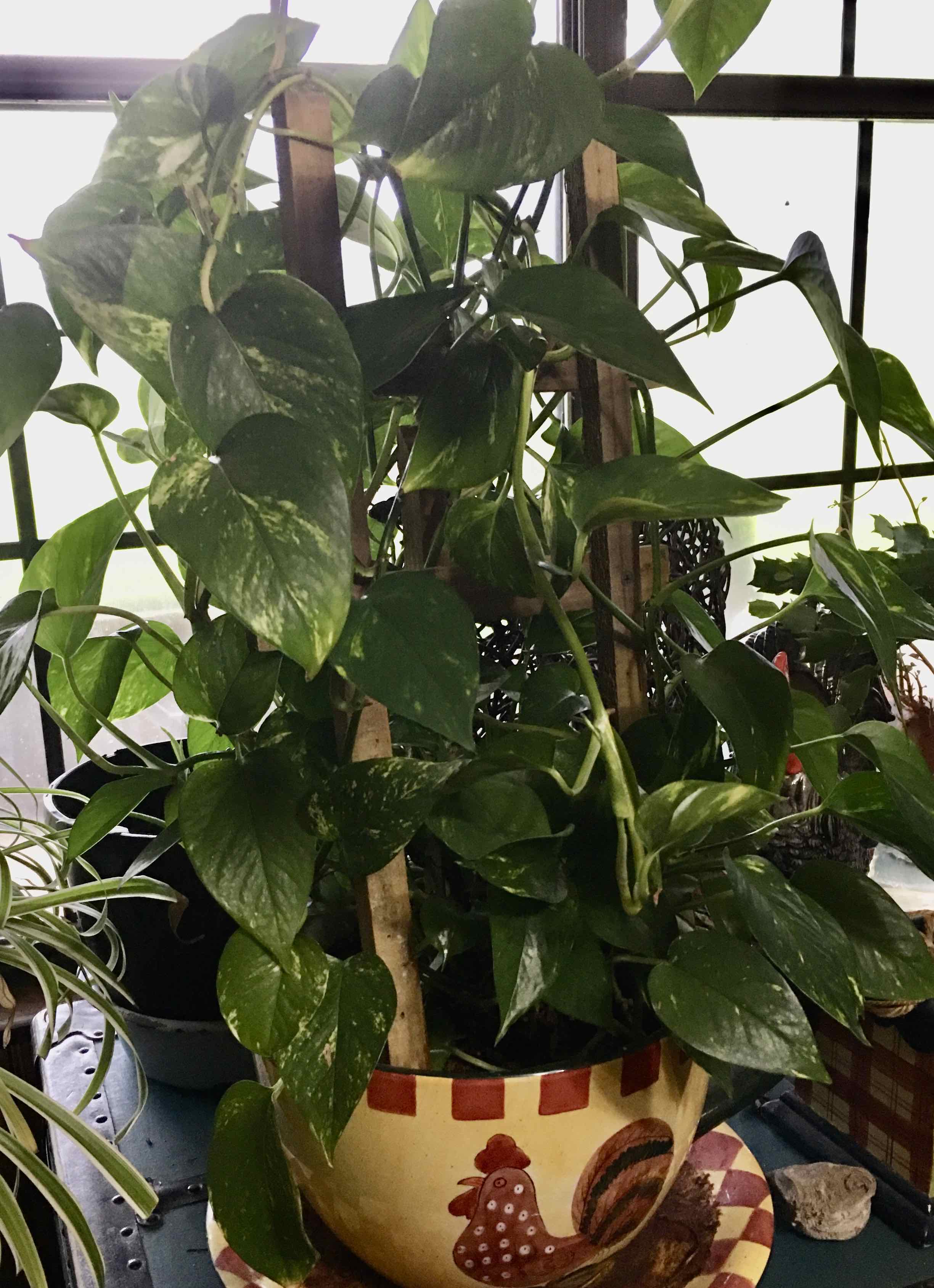 Jade Pothos plant photo by @Gamma4-3 named Ms D on Greg, the plant care app.
