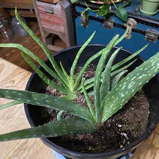 Aloe Vera plant in Colfax, Louisiana