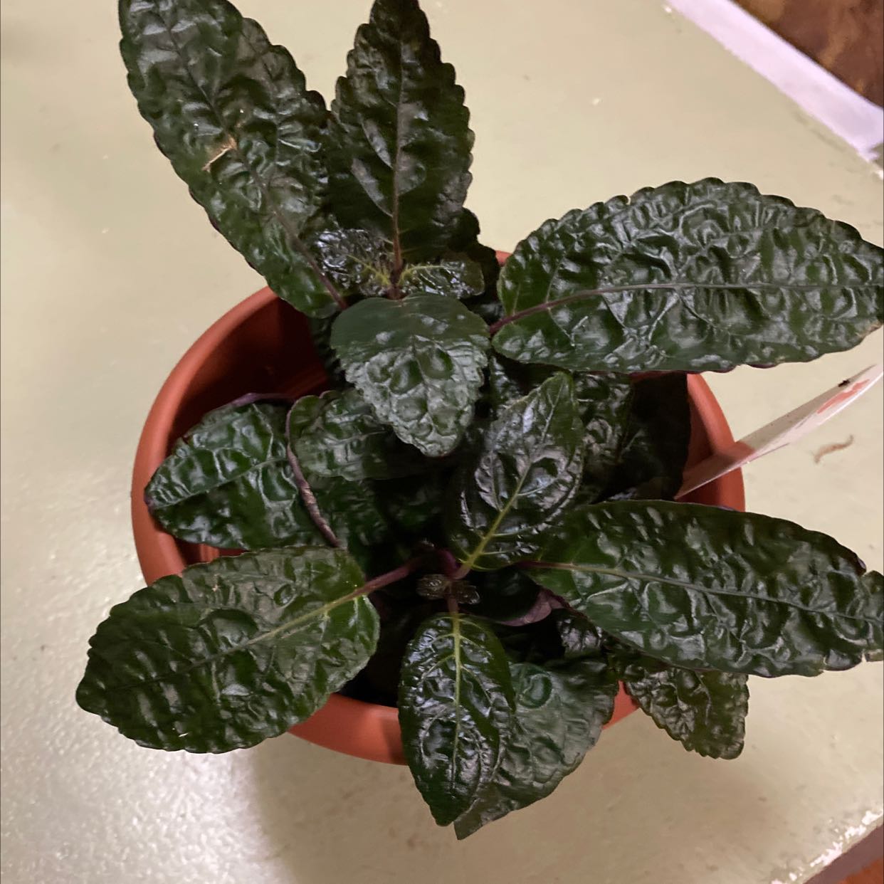 Waffle Plant in a small pot with dark green, textured leaves.