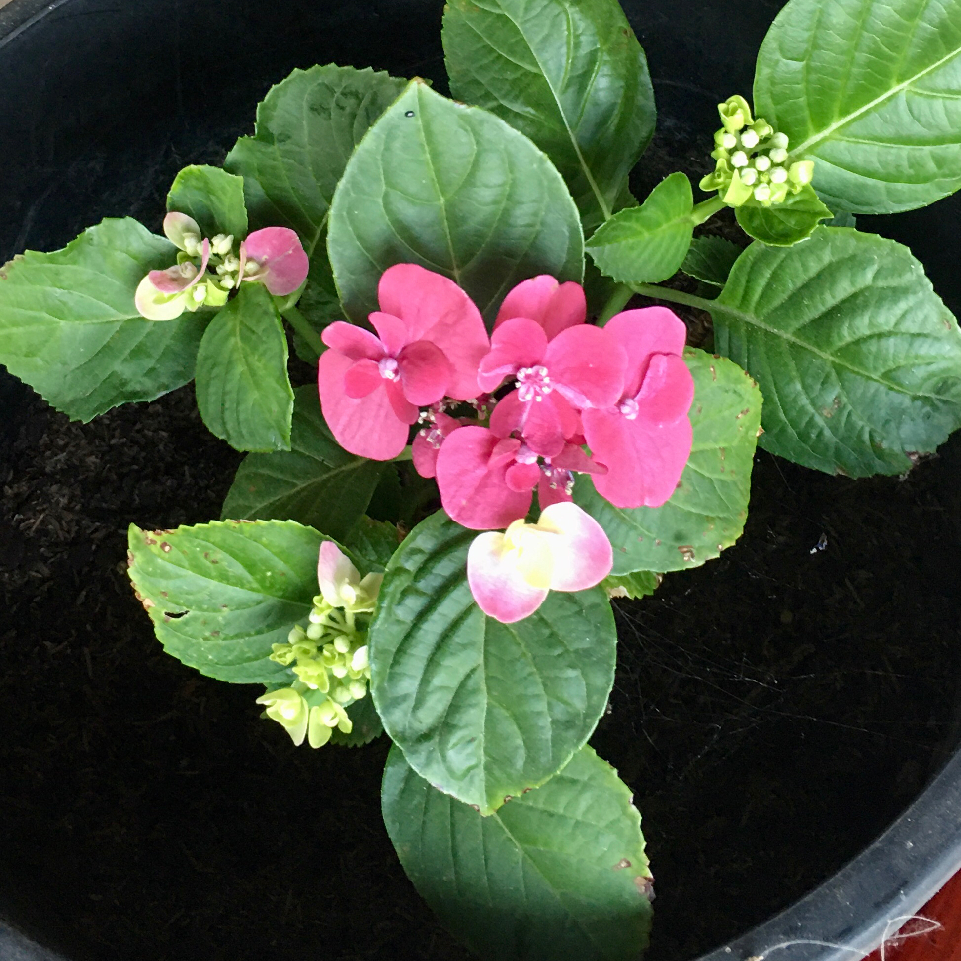 French Hydrangea plant photo by @Gamma4-3 named Maw maw plant on Greg, the plant care app.