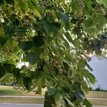 How to Grow and Care for Basswood Tree