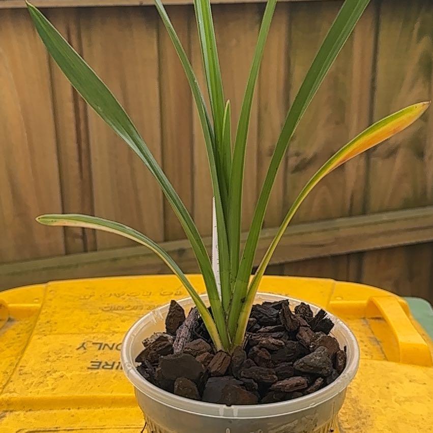 Photo of the plant species Cymbidium orchid by @ClementBlueash named Fire fox on Greg, the plant care app