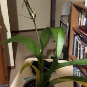Photo of the plant species Unforgetable Oncidium by @ClementBlueash named Seasnake on Greg, the plant care app