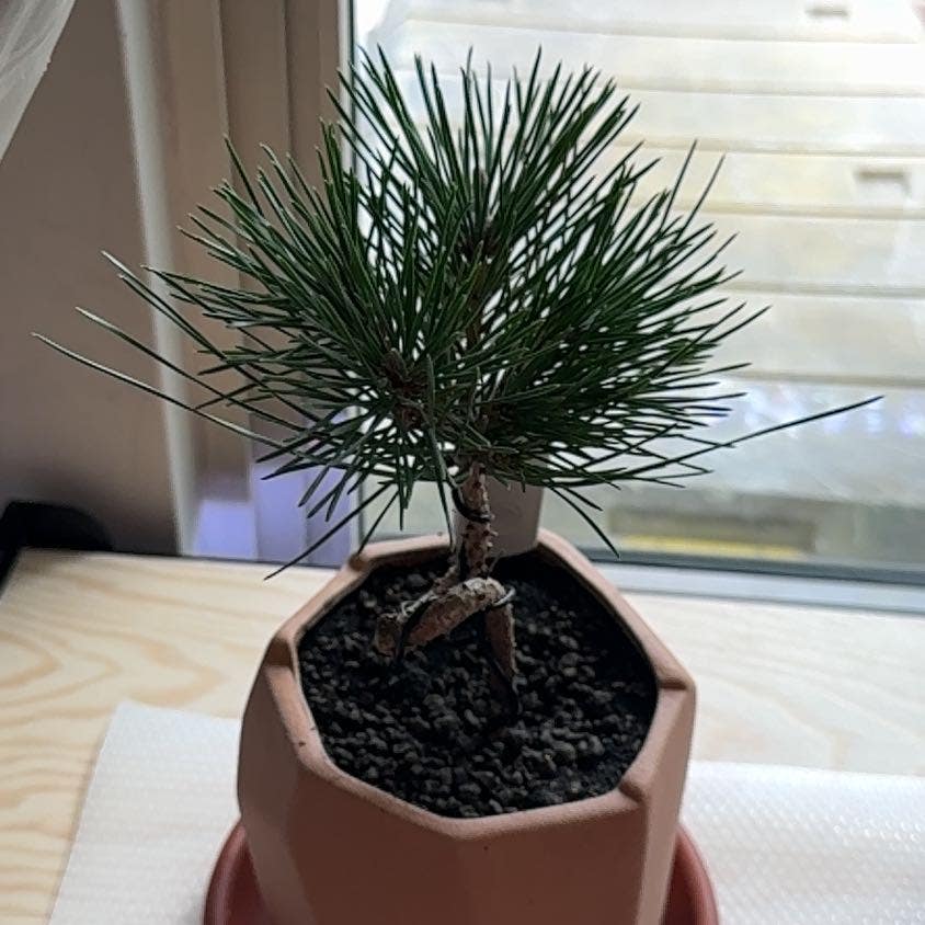 Japanese black pine uploaded to the Greg plant app by @TheSkinnyGH