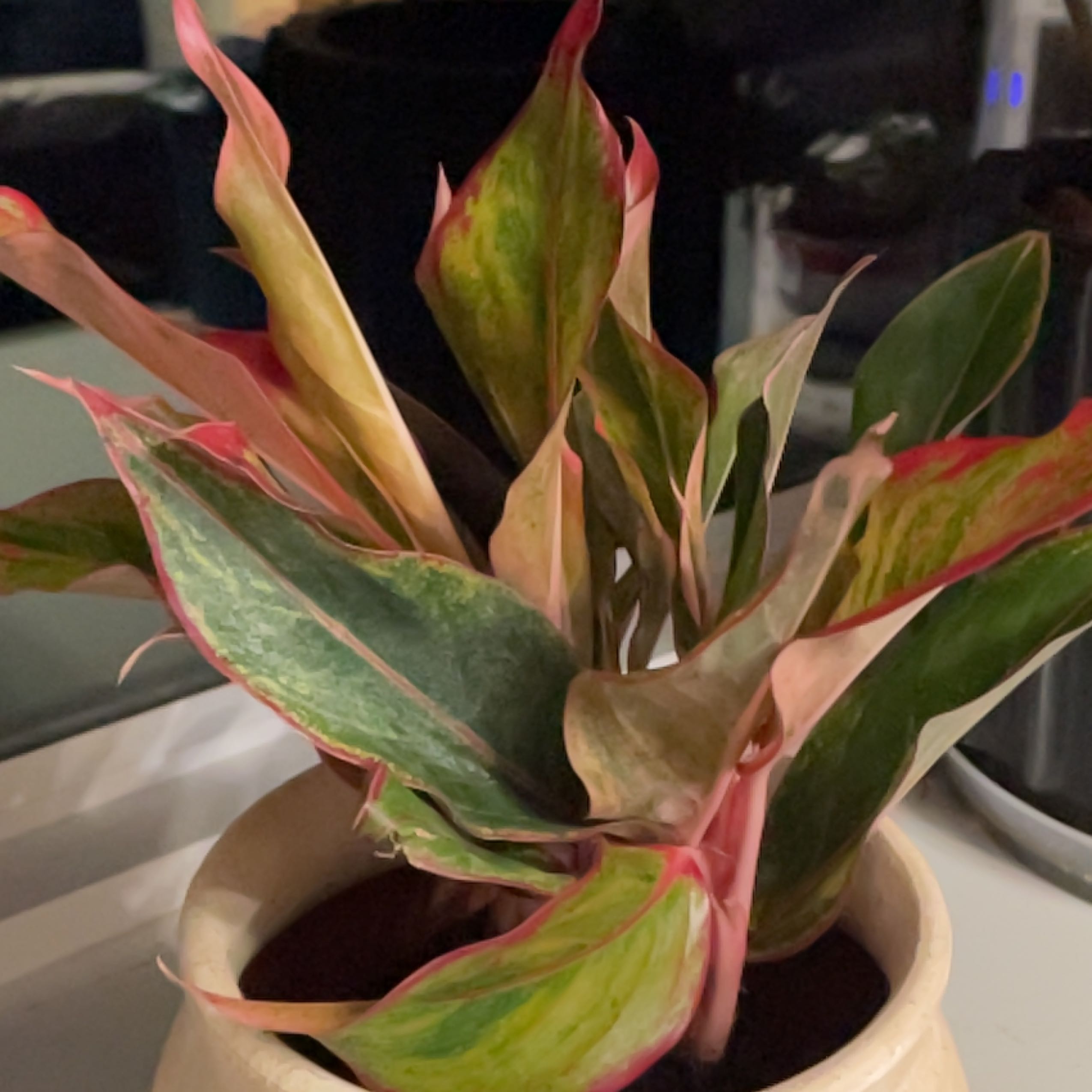 Photo of the plant species Red Chinese Evergreen by @BiggestNeslia named Sahara on Greg, the plant care app