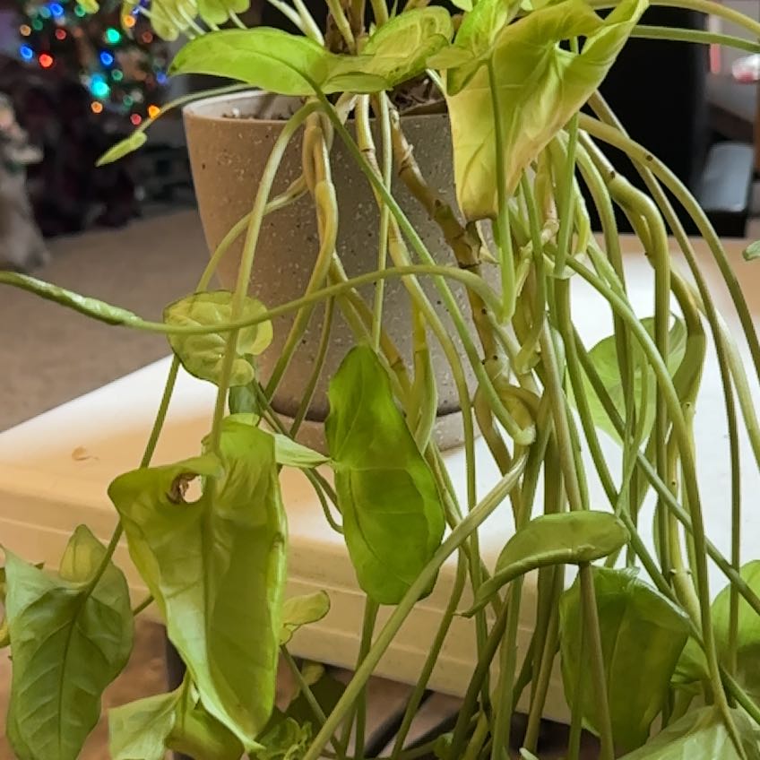 Potted Creamsicle Arrowhead Plant with drooping leaves and slight damage.