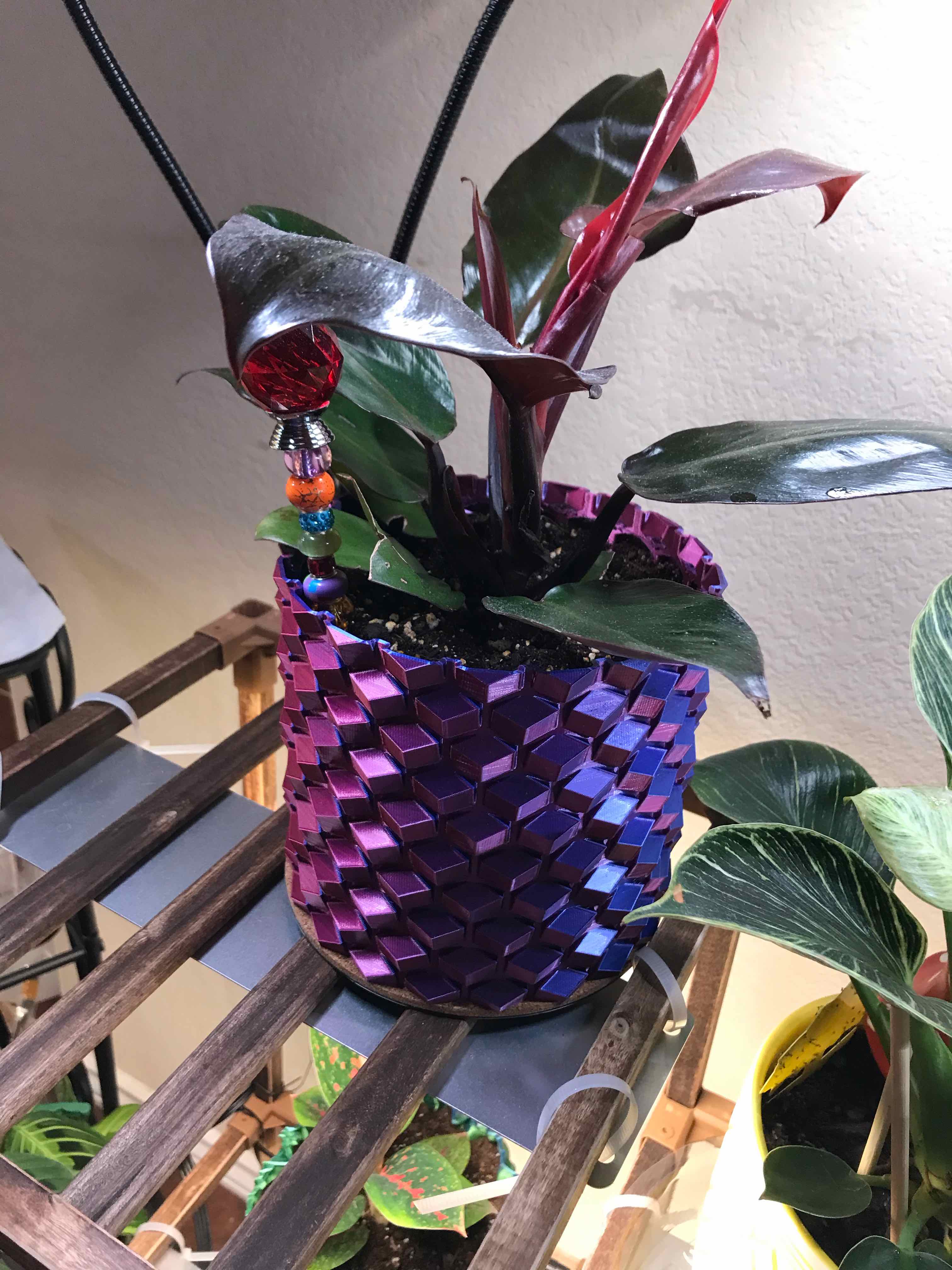 Photo of the plant species Cherry Red by @VanillaWafers named Nemo on Greg, the plant care app