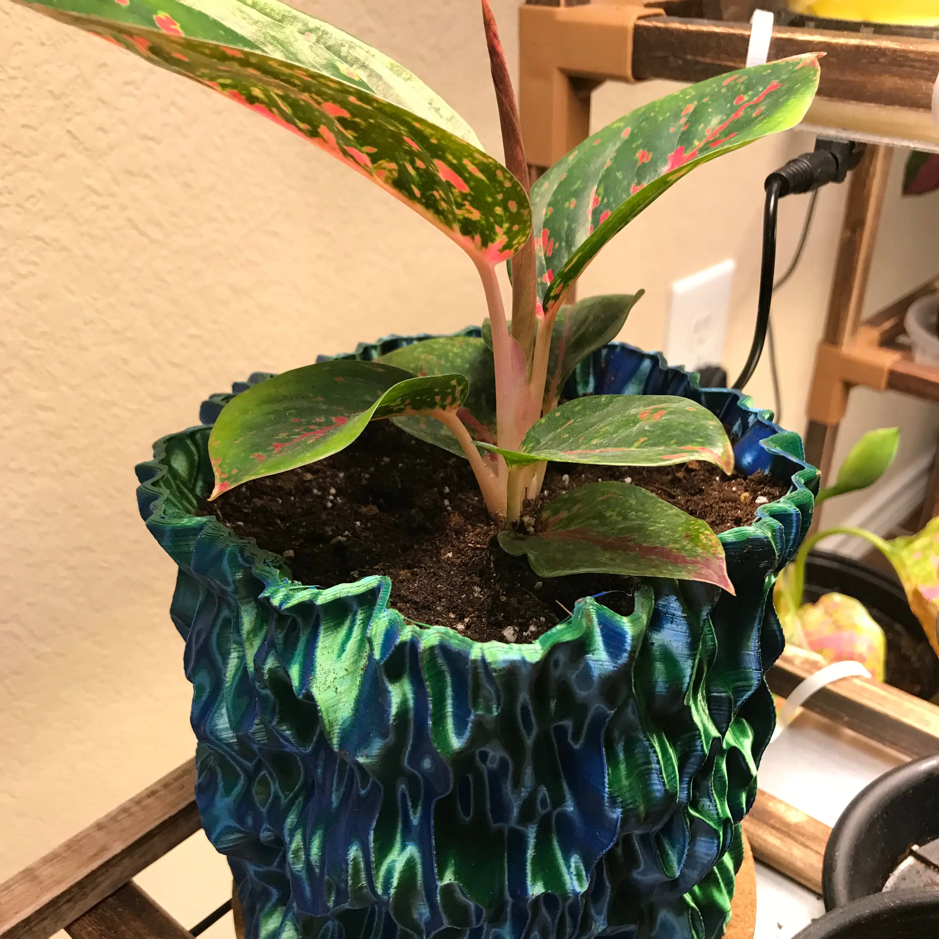 Photo of the plant species Anglaonema Red Stardust by @VanillaWafers named Bella on Greg, the plant care app