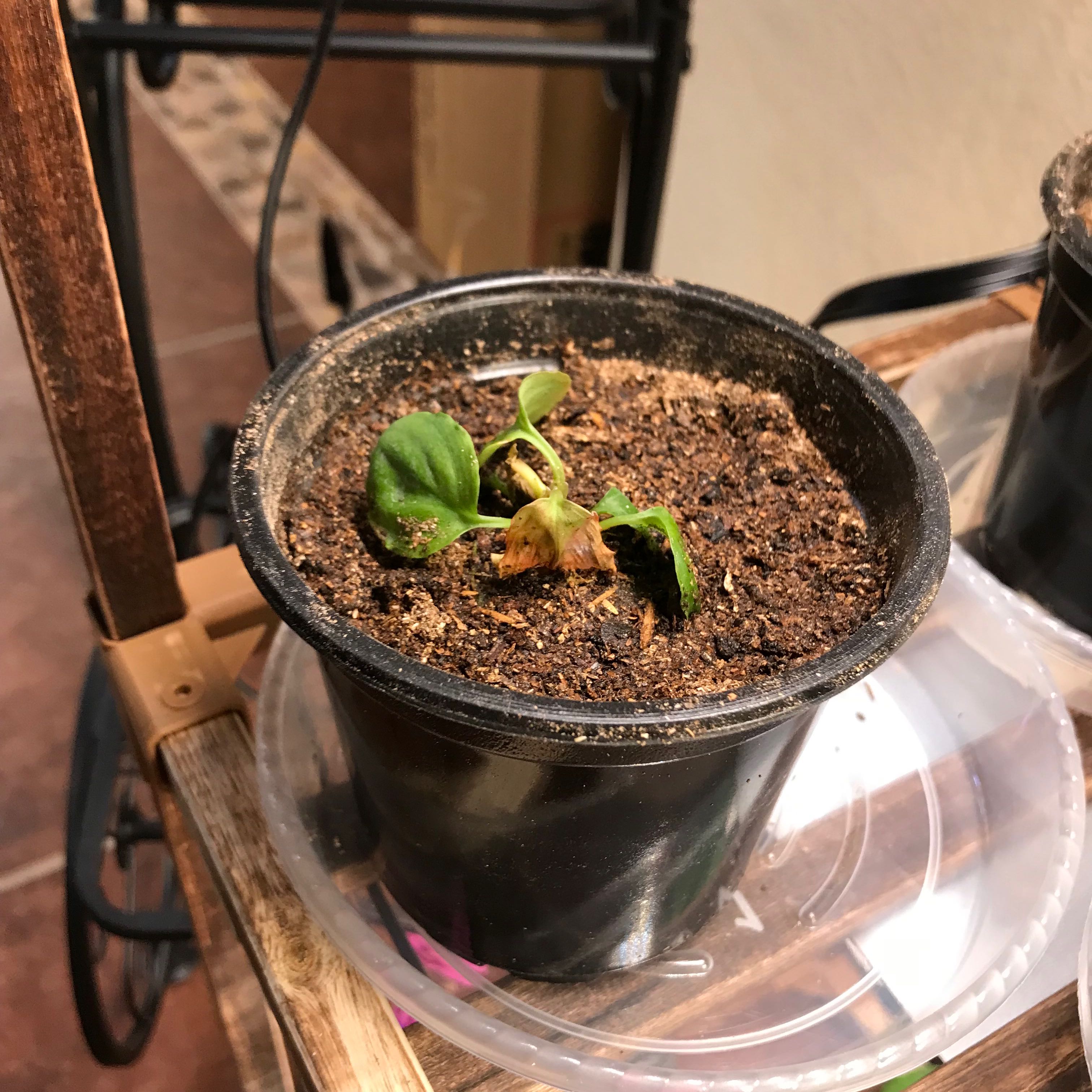 Photo of the plant species Homalomena Black Velvet by @VanillaWafers named Einstein on Greg, the plant care app