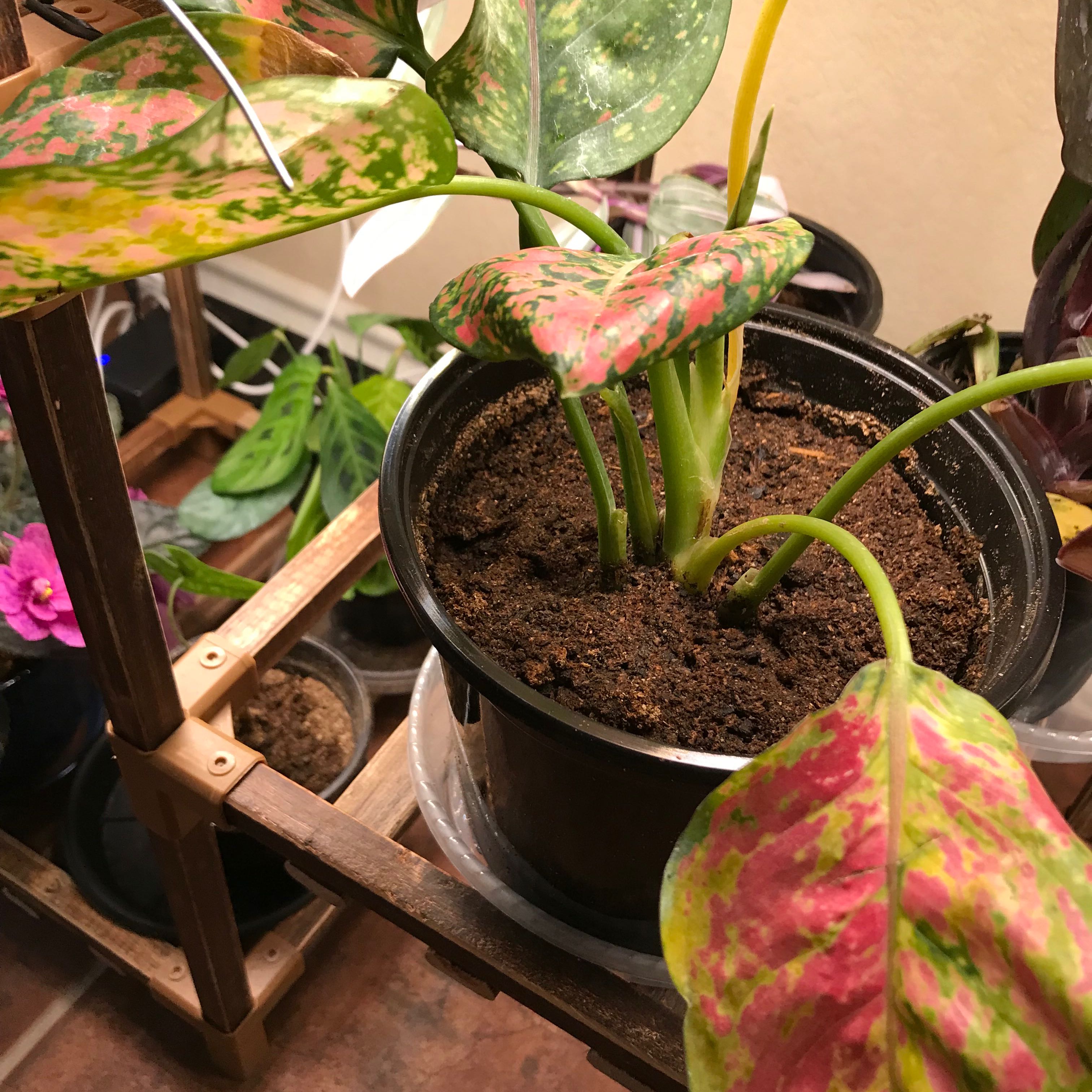 Photo of the plant species Anglaonema Ruby Ray by @VanillaWafers named Hemingway on Greg, the plant care app