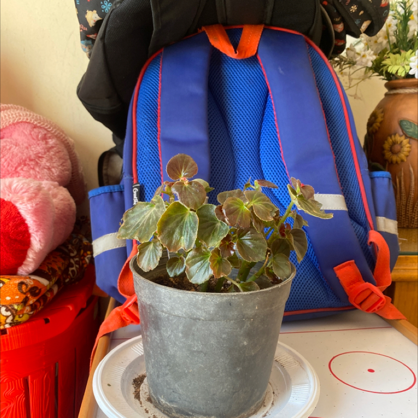 Photo of the plant species Cocktail Vodka Wax Begonia by @FrontpageAster named Malak on Greg, the plant care app