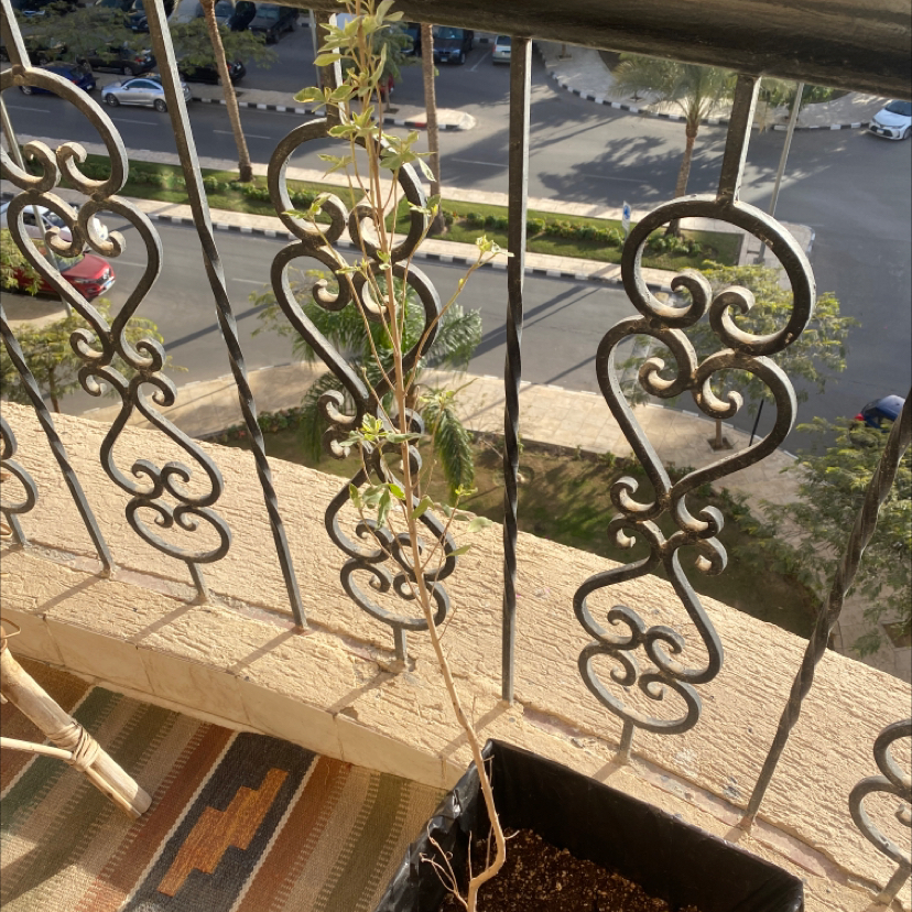 Photo of the plant species Simpleleaf Chastetree by @FrontpageAster named Boshksh on Greg, the plant care app