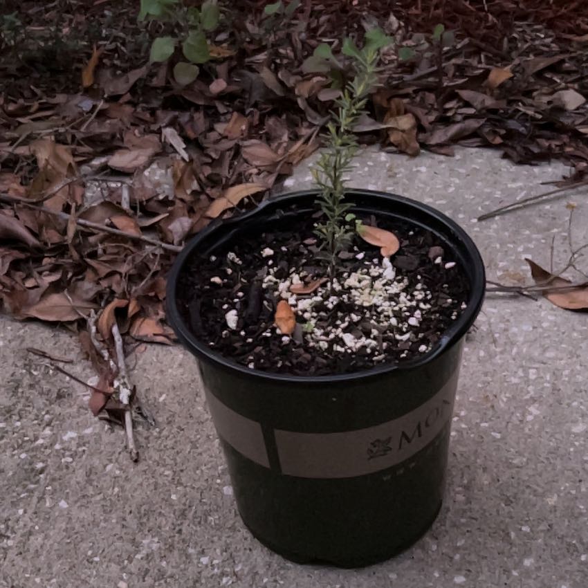 Photo of the plant species False Rosemary by @JocularMarjoram named Daphne on Greg, the plant care app