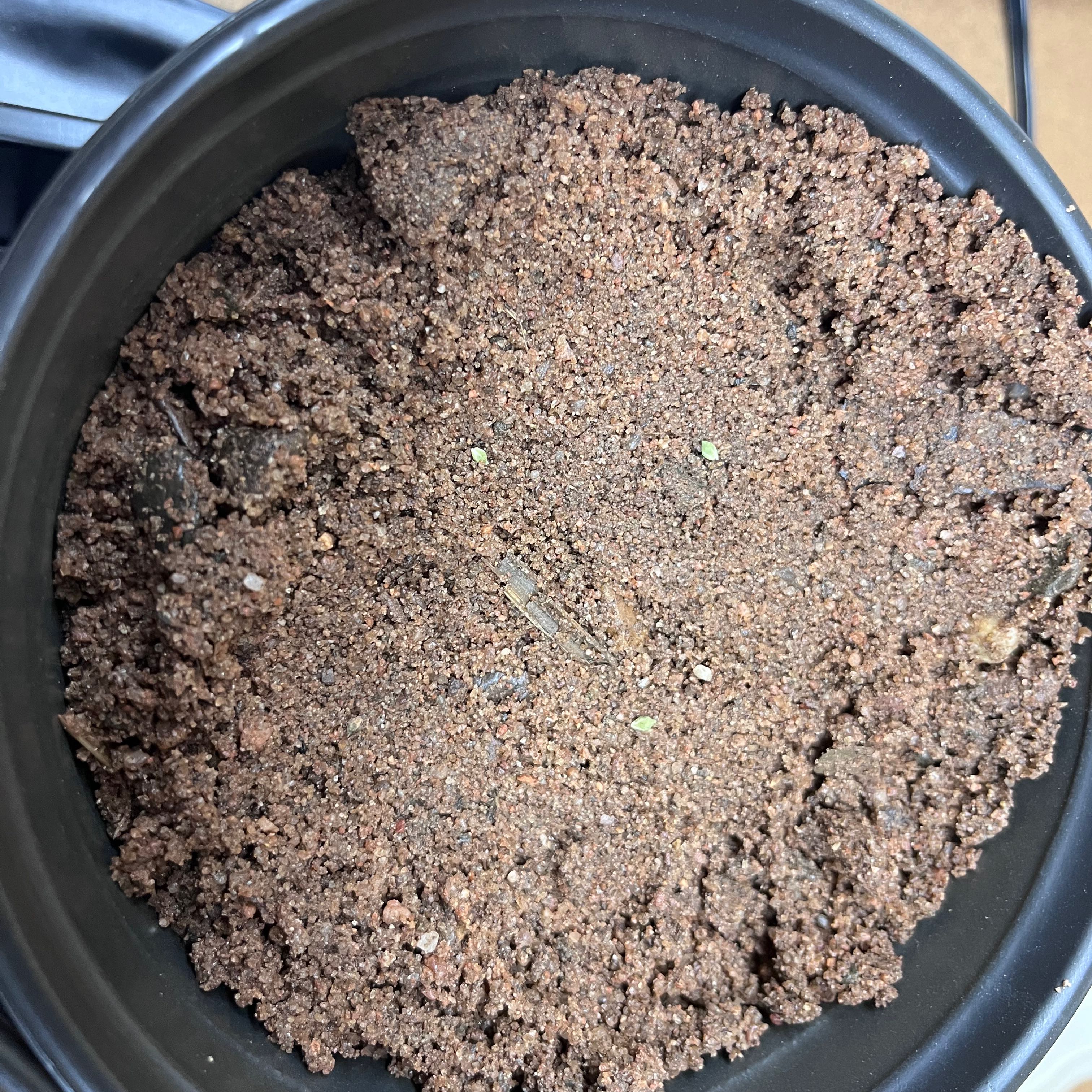 Photo of the plant species Dotted Smartweed by @VibrantGray named anaya on Greg, the plant care app