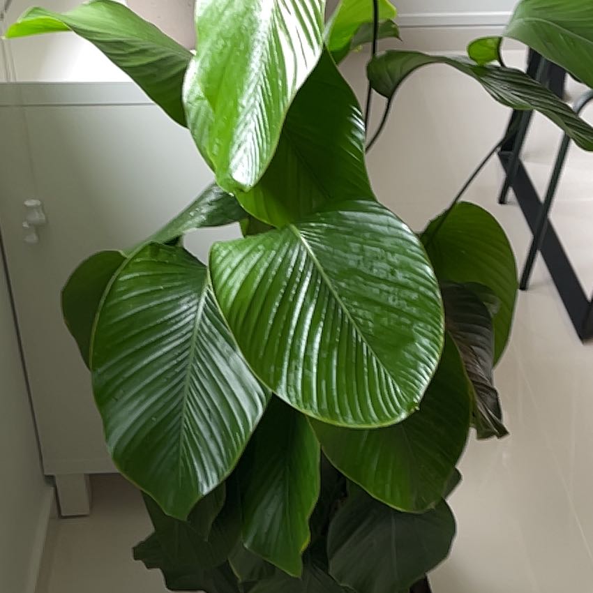 Photo of the plant species Sweet Prayer Plant by @DesiredSeastock named Elle on Greg, the plant care app