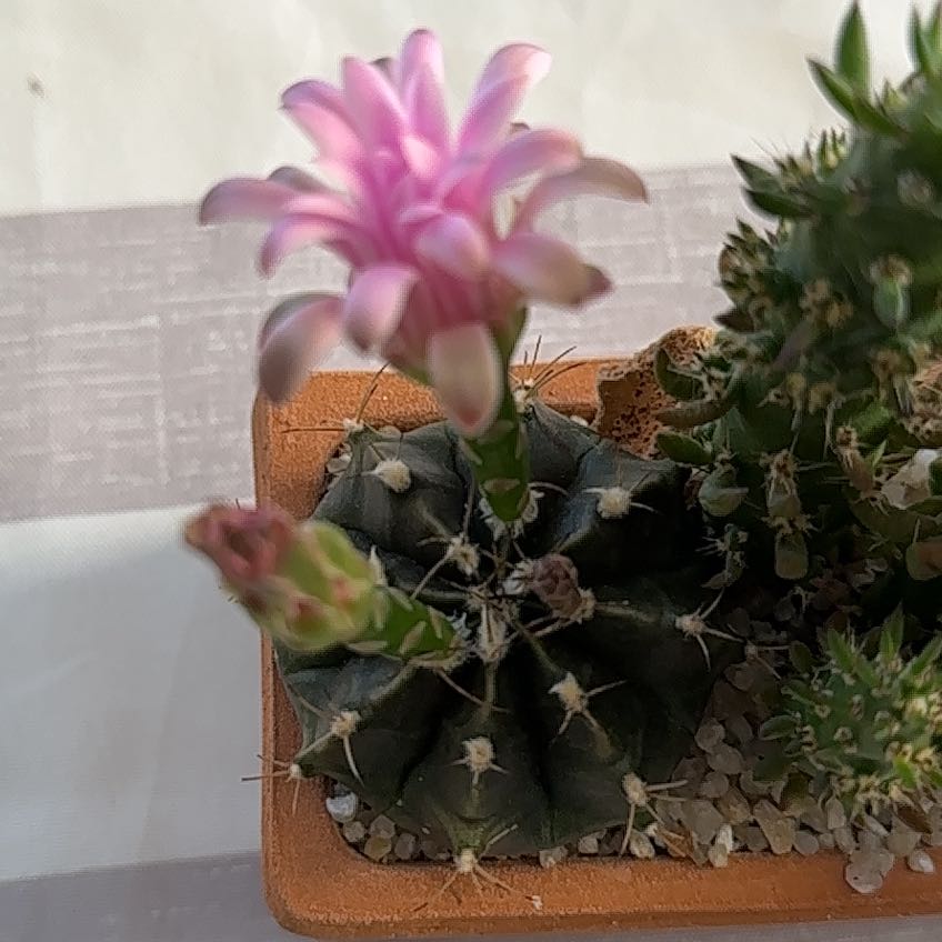 Photo of the plant species Strawberry Cactus by @VocalGardenia named Taylor Swift on Greg, the plant care app
